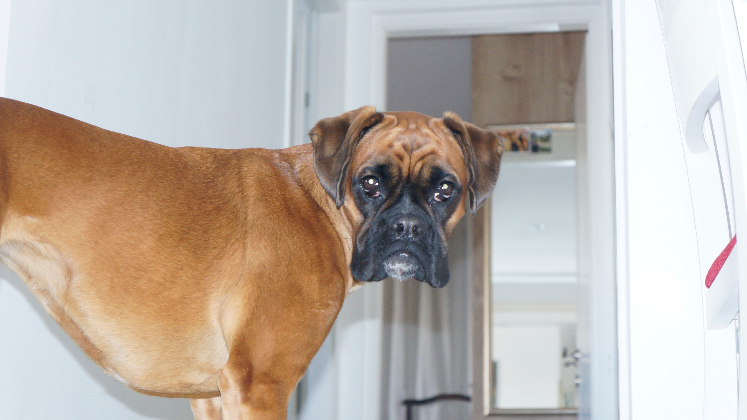 My ״Star״ Boxer Dog