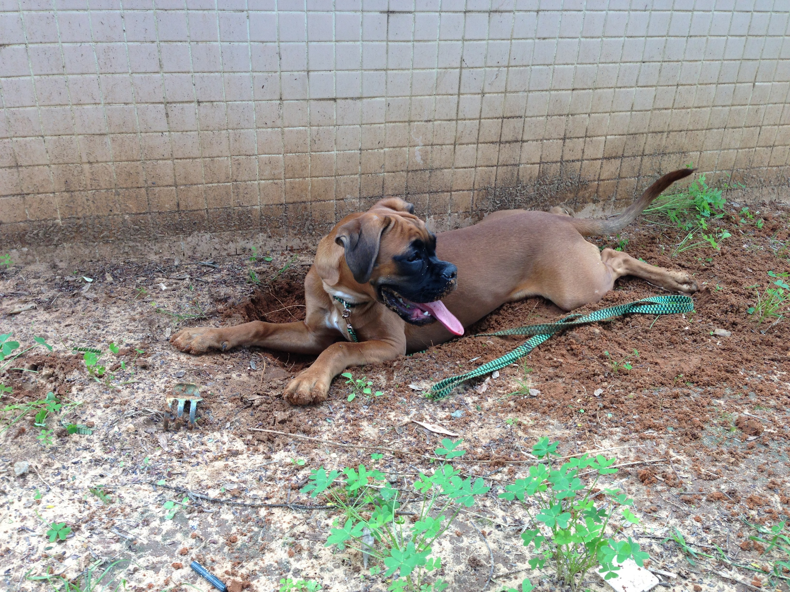 My ״Star״ Boxer Dog