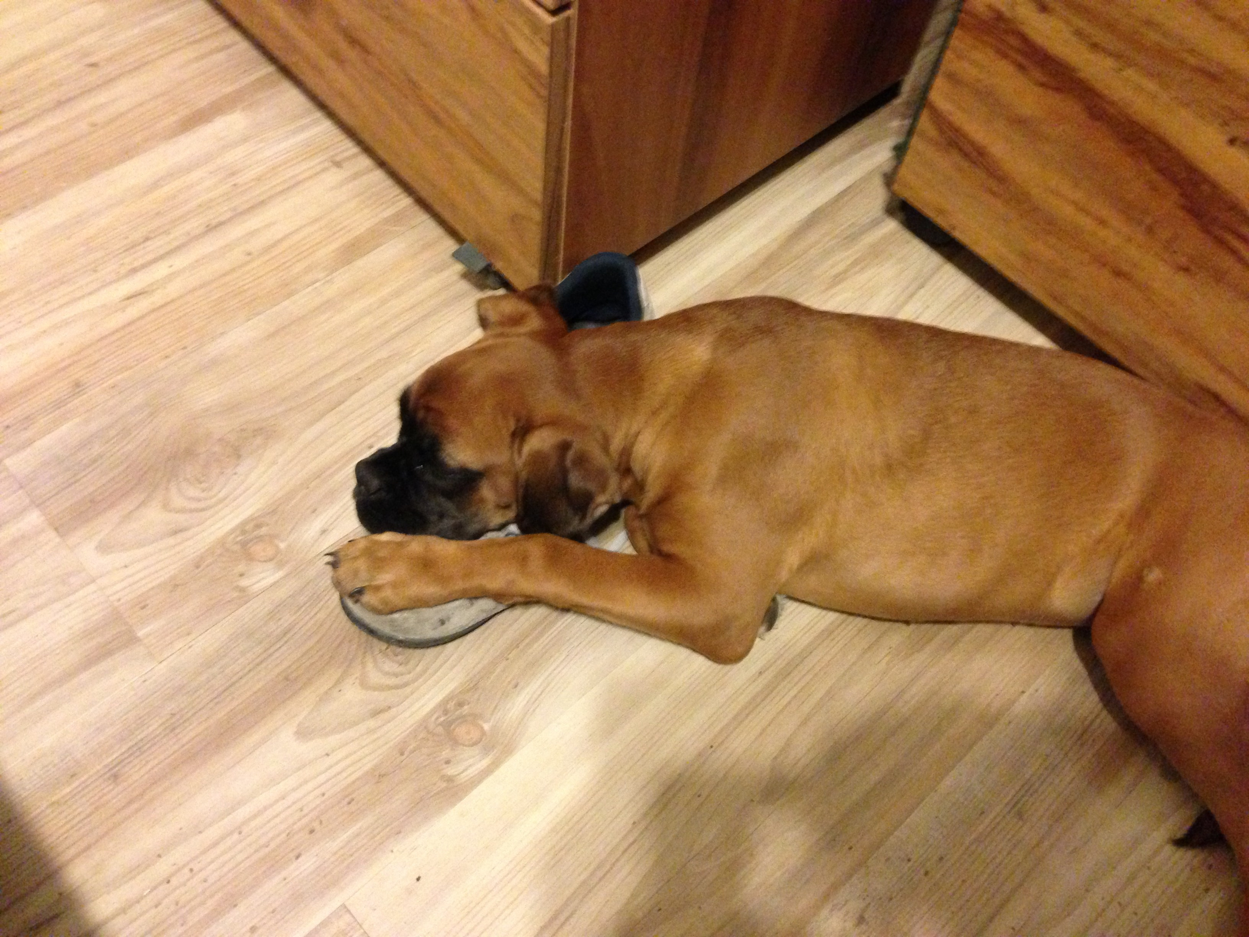 My ״Star״ Boxer Dog