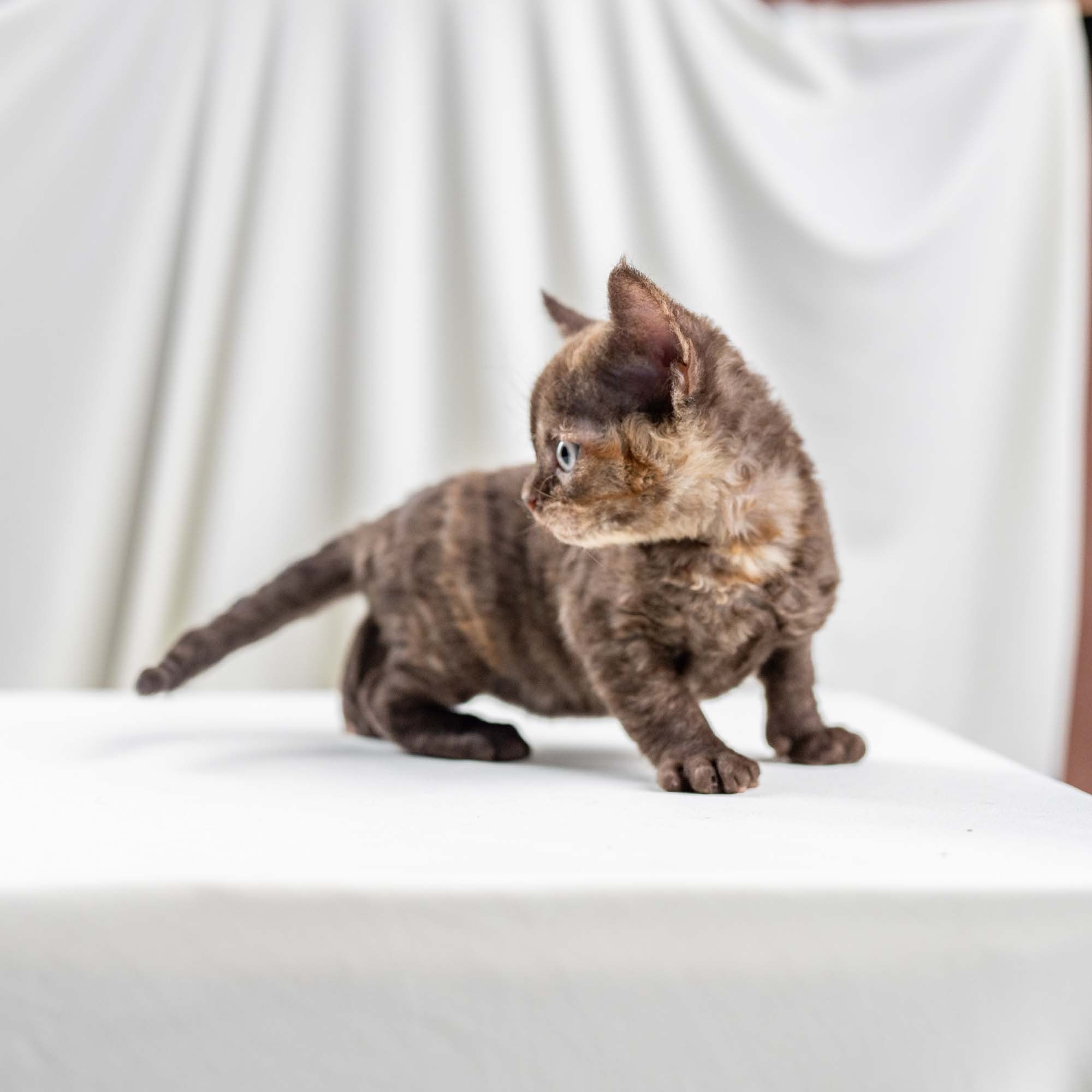 Dory, girl, born on 06.06.24 SOLD. Devon Rex Pixie Cattery