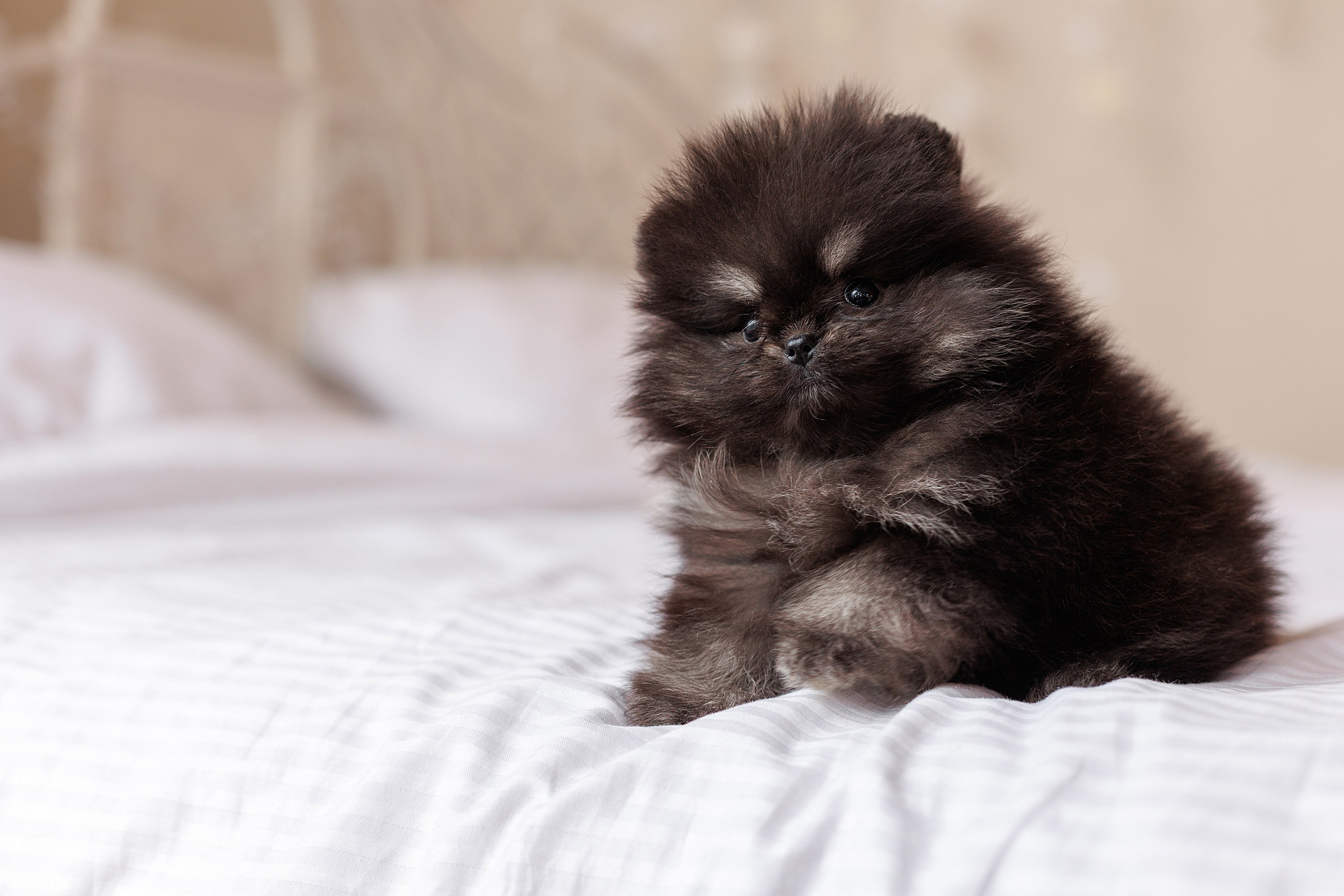 Pomeranian puppies. Семейный фотограф в Кишинёве Пулькина Ольга