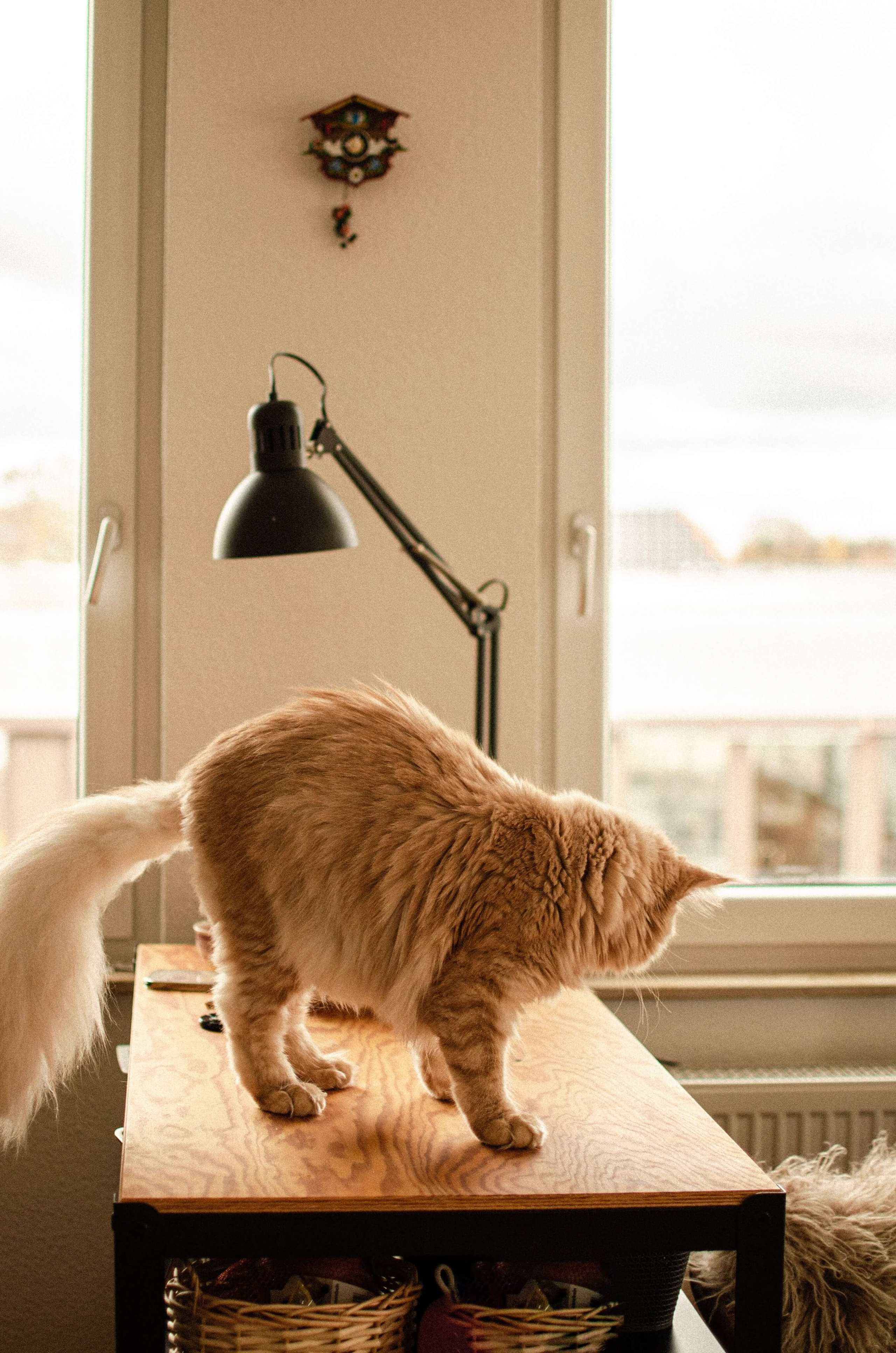 Sne & Andreas. Everwarm Photo and Video Studio