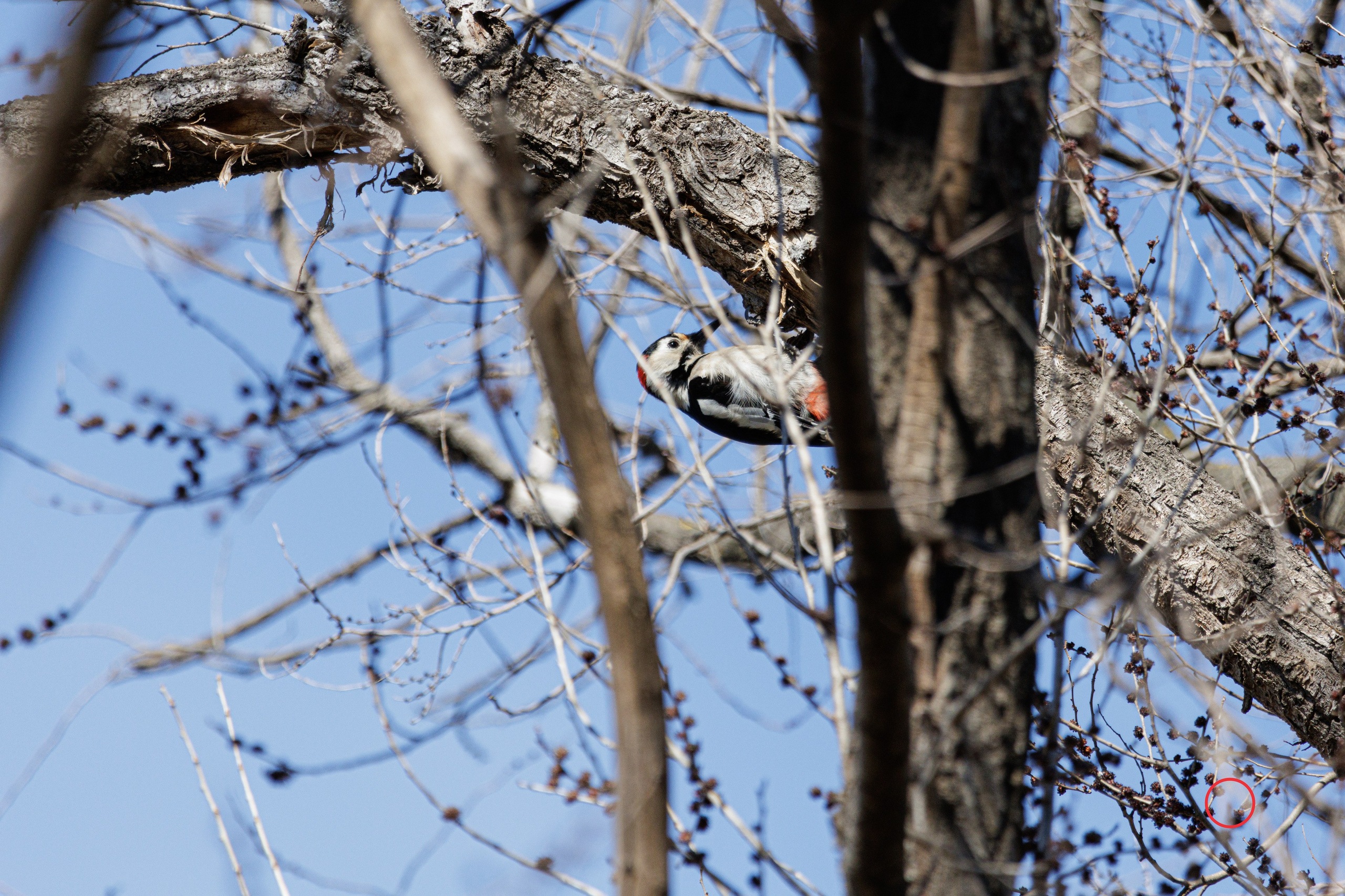 გასეირნება კრწანისის ტბებზე. FramefreeMan