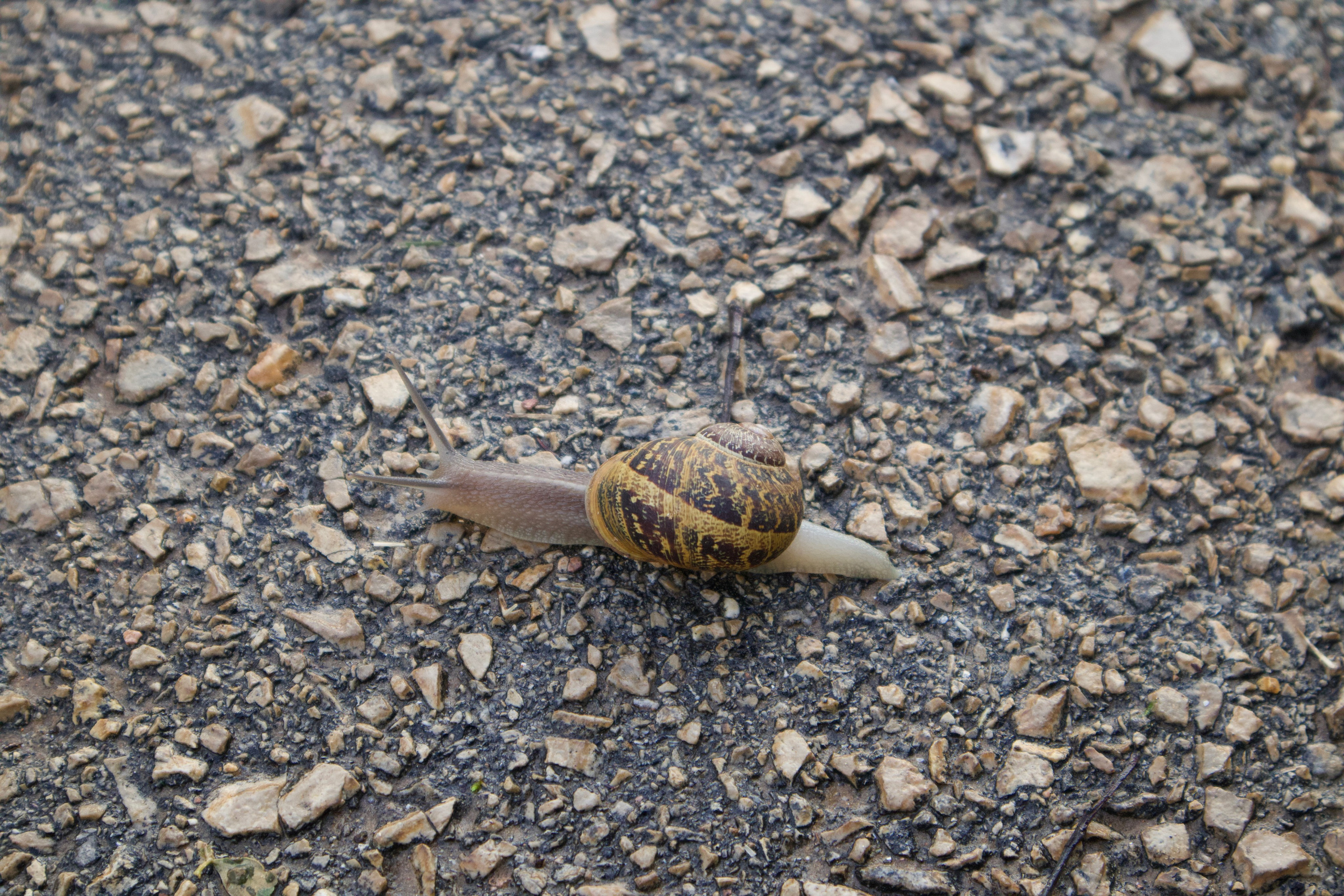 ISRAEL and beautiful people