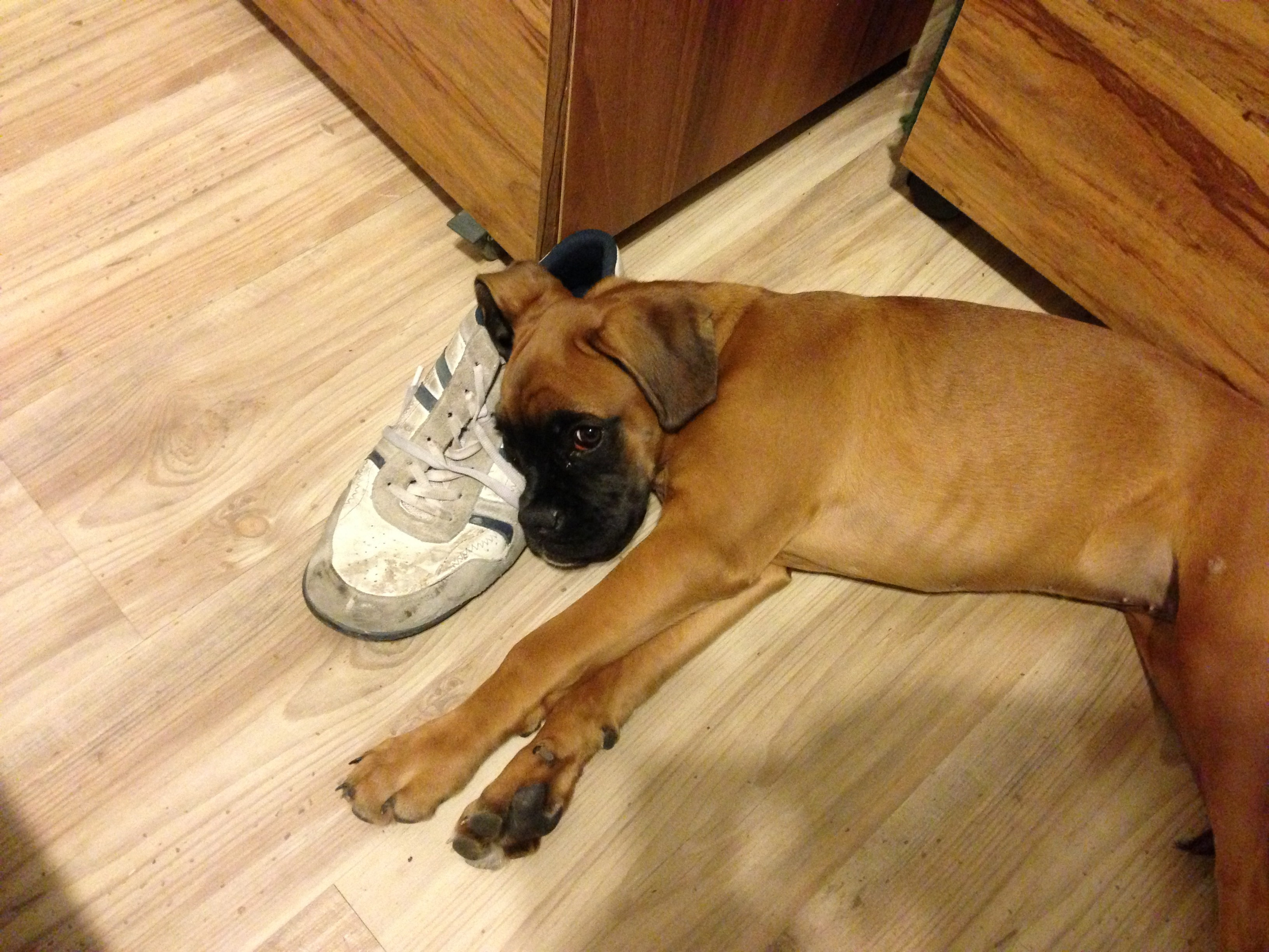 My ״Star״ Boxer Dog