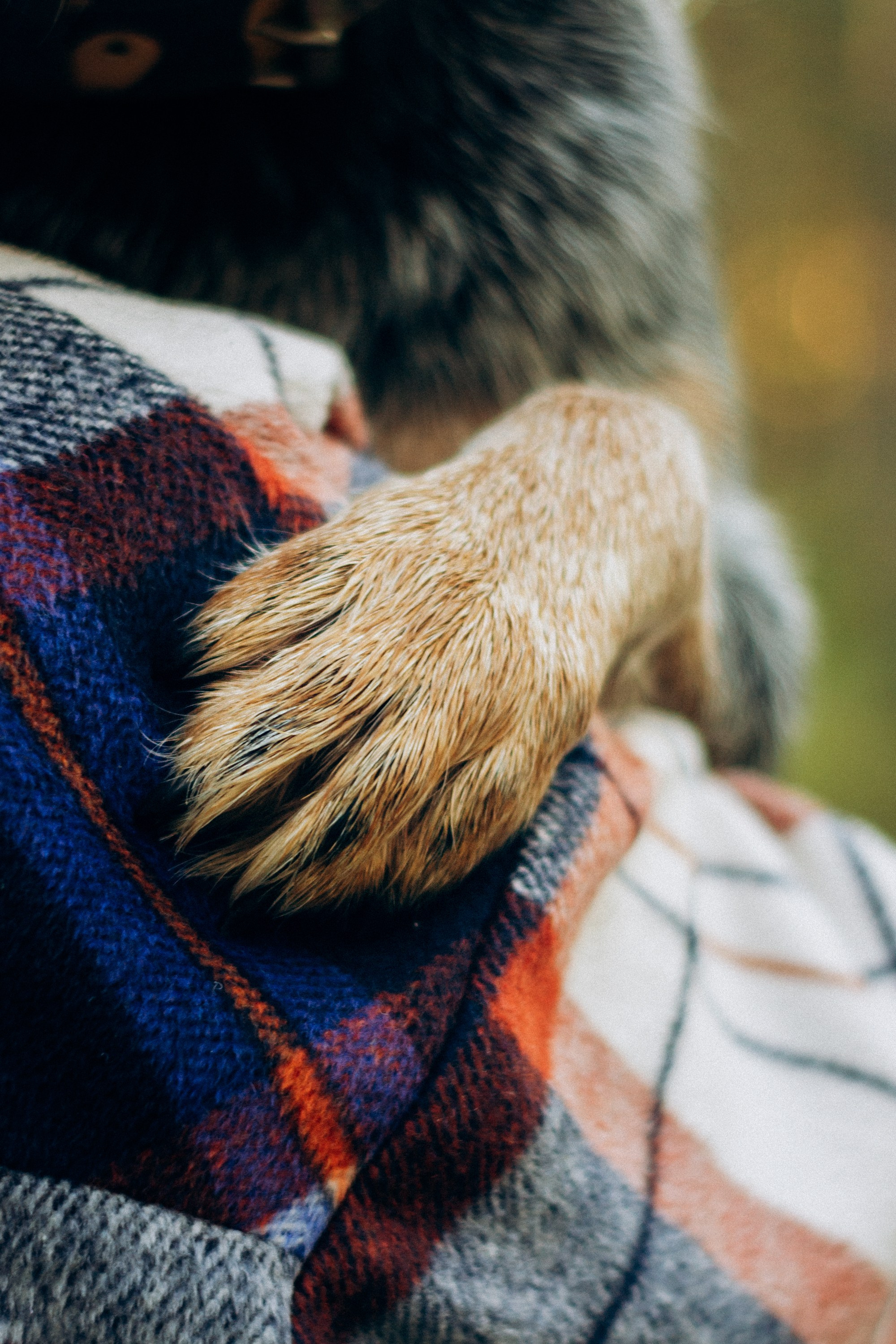 Polina and her Dakota, Blue Heeler. Kat Laisaar — Pet photographer in Tallinn