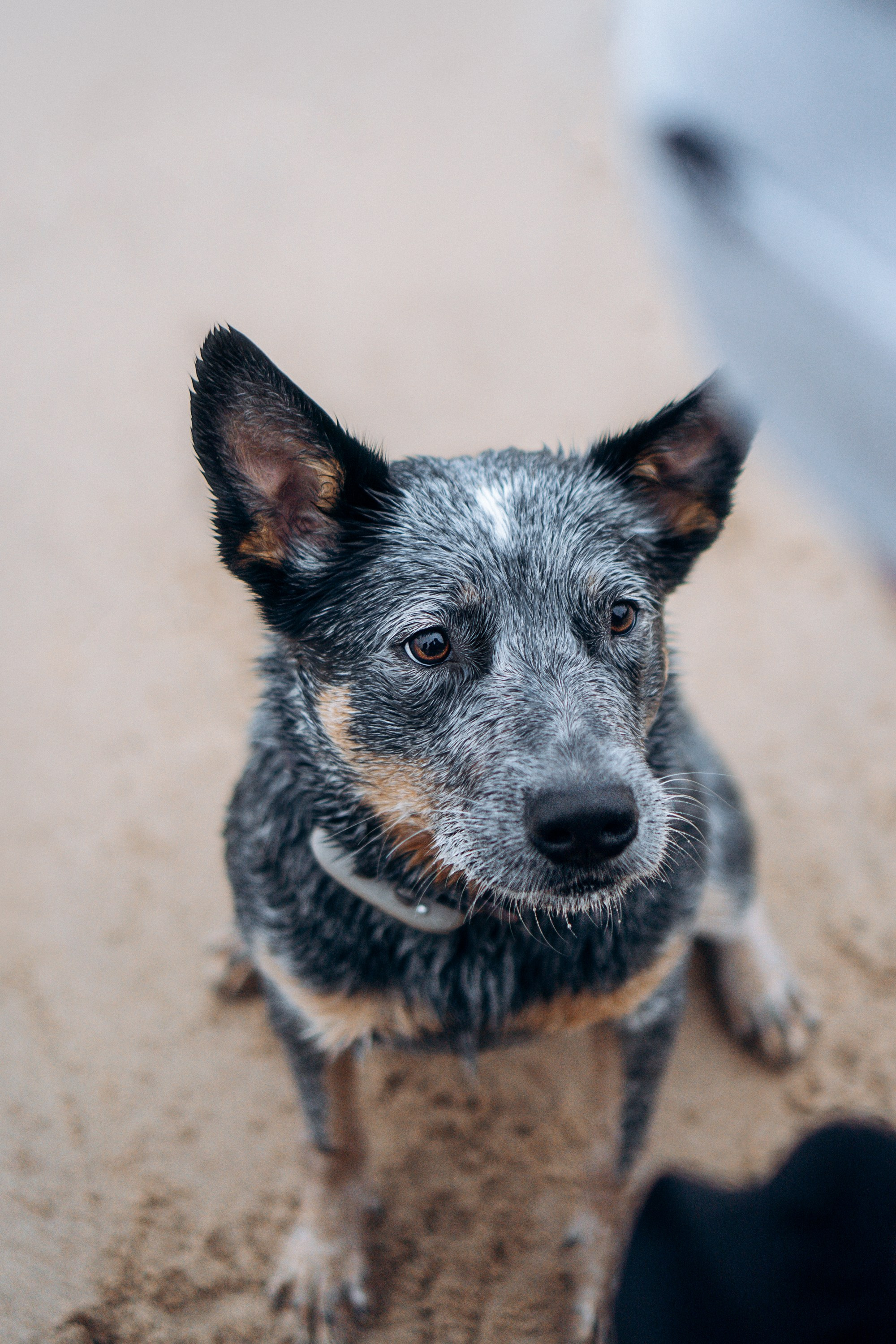 Polina and her Dakota, Australian Cattle Dog. Kat Laisaar — Pet photographer in Tallinn
