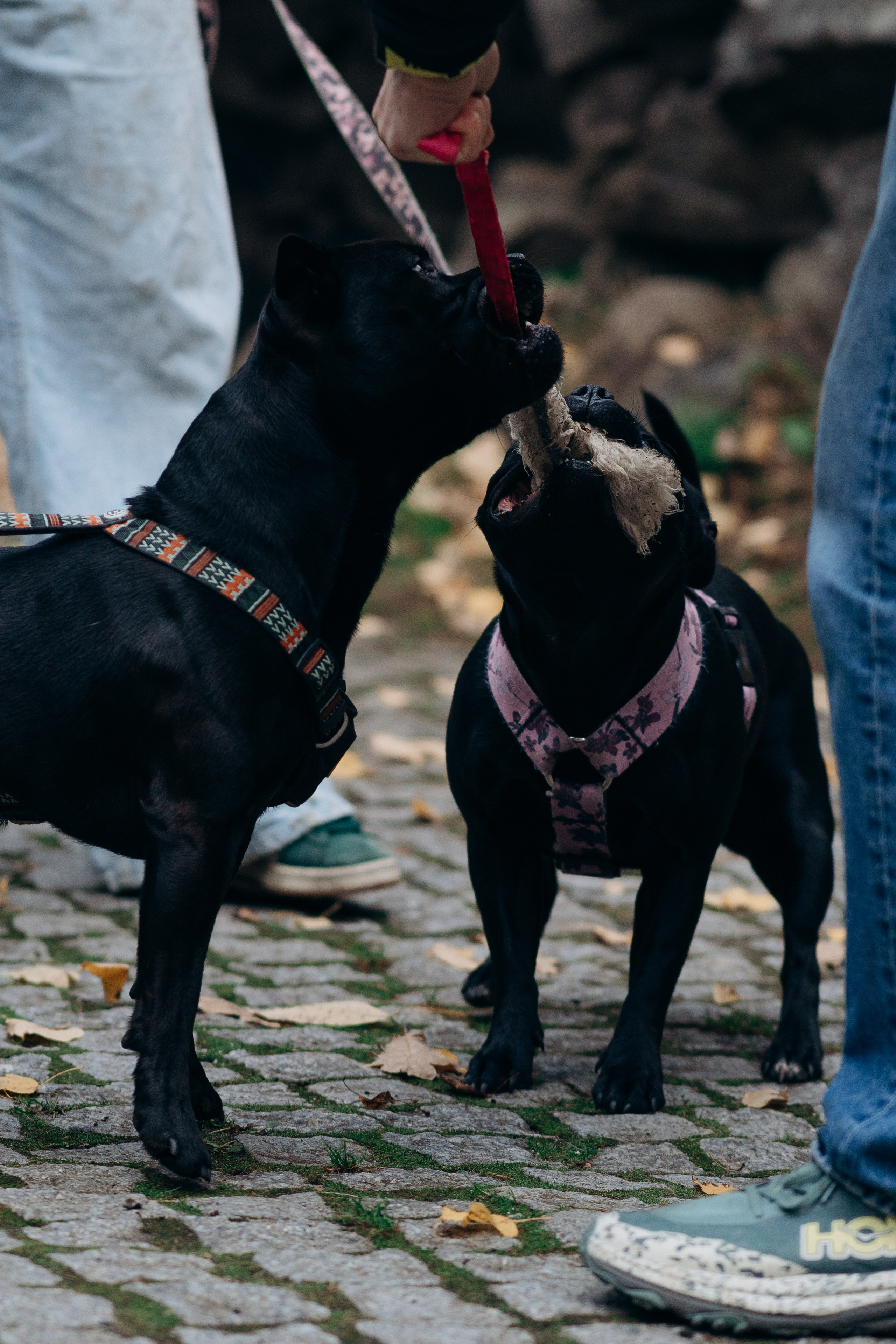 Staffordshire Bull Terriers Meetup. Kat Laisaar — Pet photographer in Tallinn