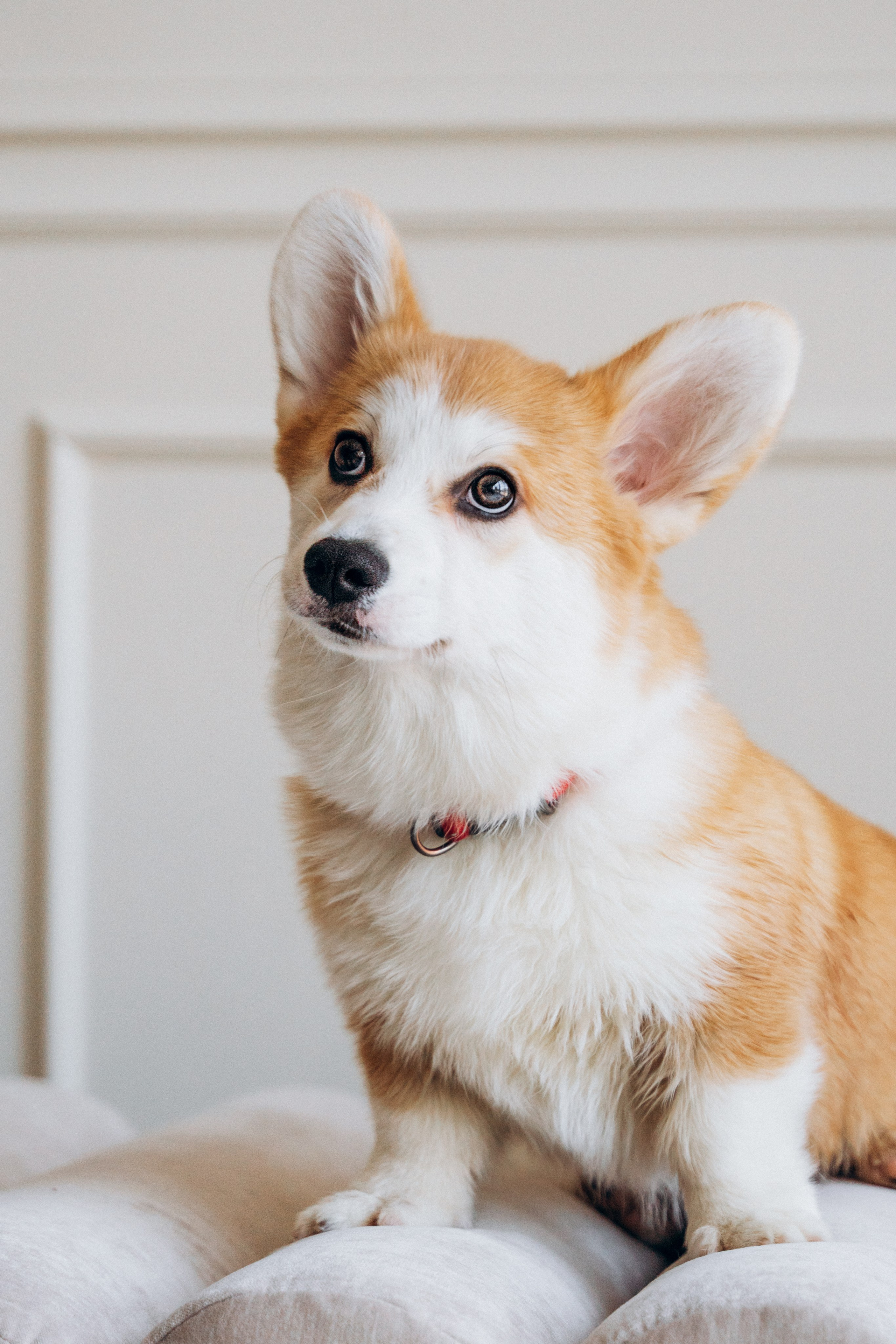 Mars & his Family. Kat Laisaar — Pet photographer in Tallinn