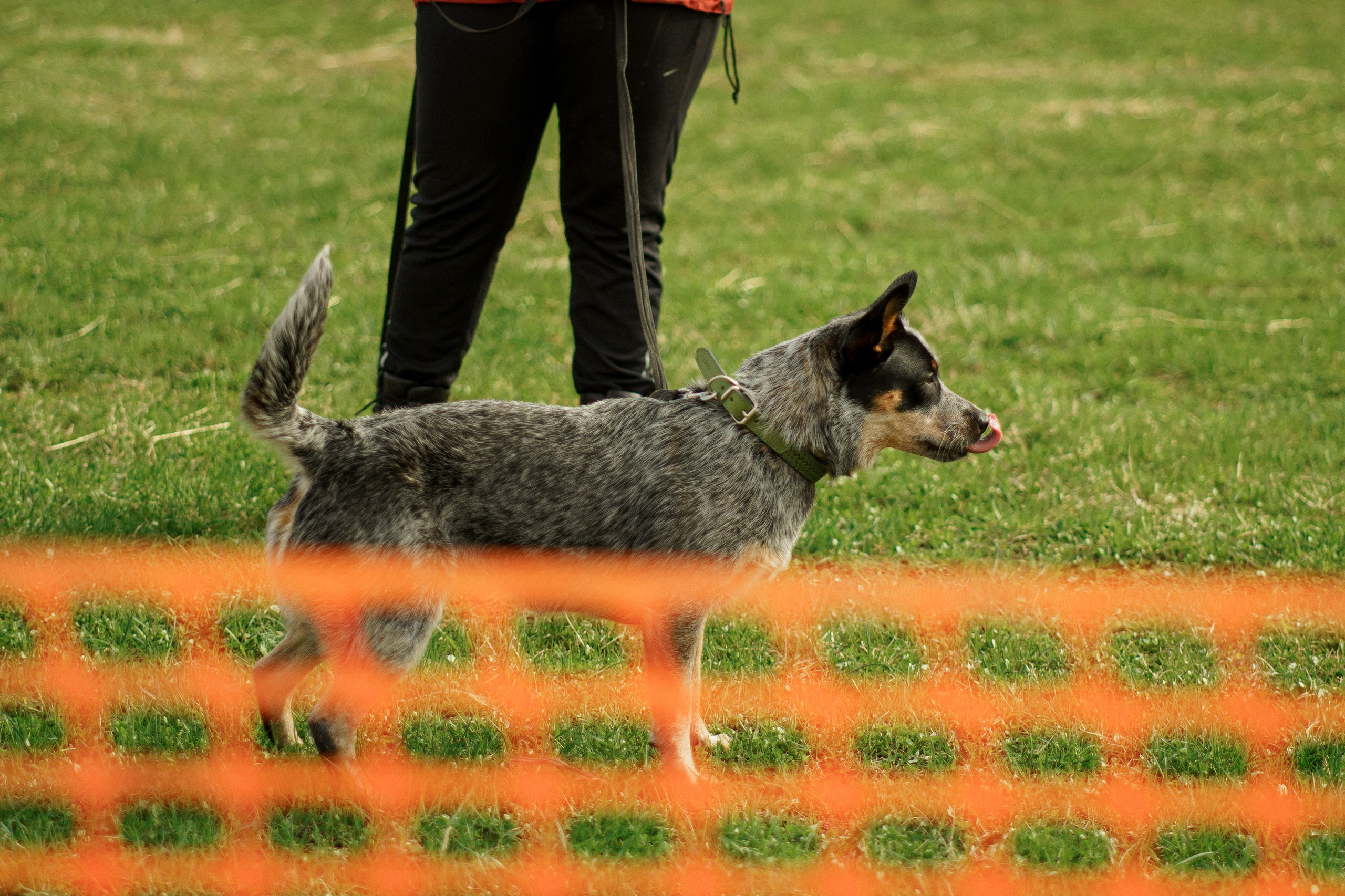 Herding Days, 26 apr. 2025. Kat Laisaar — Pet photographer in Tallinn