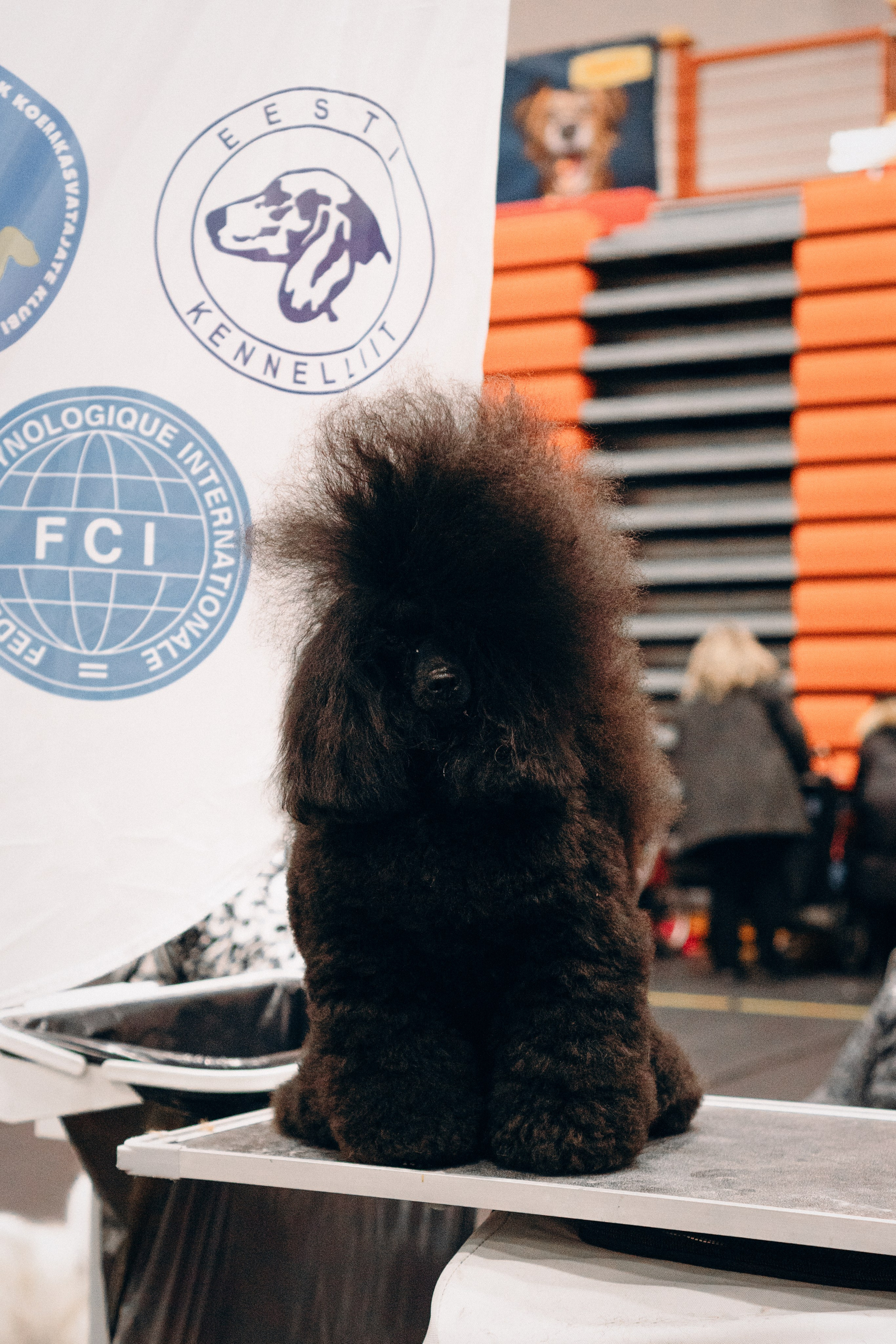 Pärnu dog weekend photo report. Kat Laisaar — Pet photographer in Tallinn