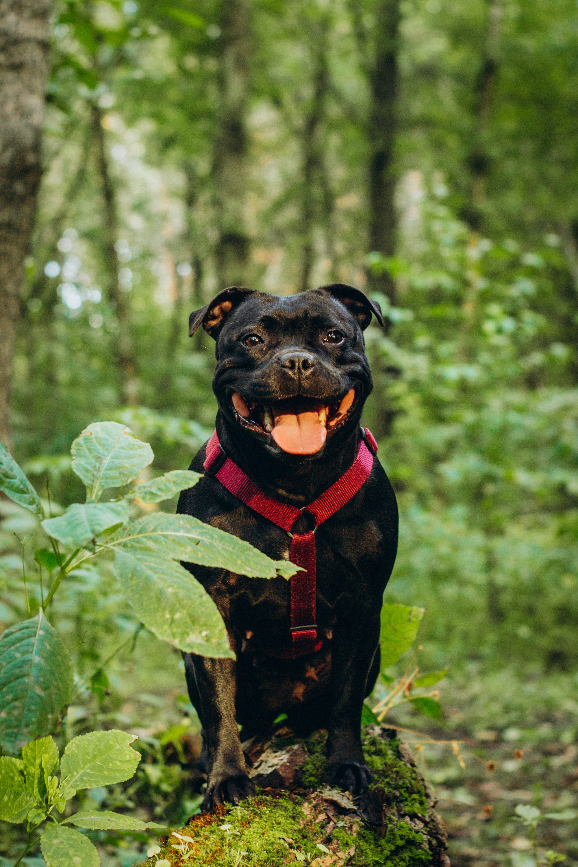 Severa and Barracuda, Staffordshire Bull Terriers. Kat Laisaar — Pet photographer in Tallinn