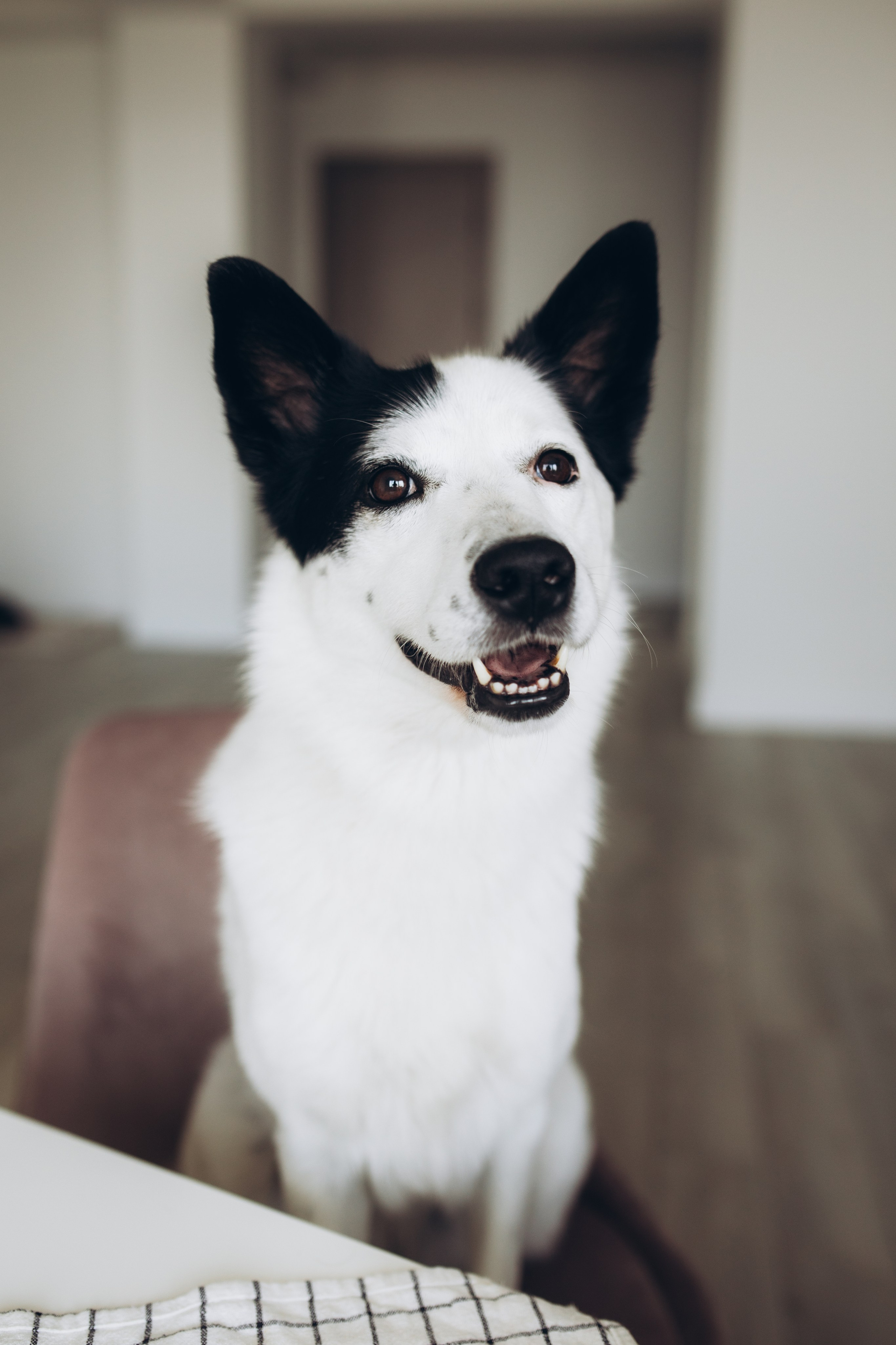 Kate&Tesla. Семейный фотограф в Кишинёве Пулькина Ольга