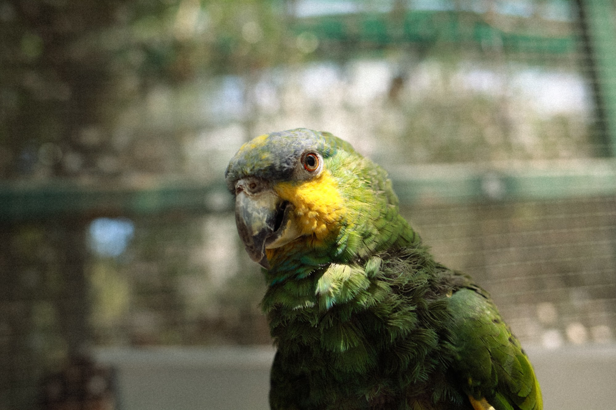 BIRDS. Marina Kálcheva – Photographer & Visual Artist in Barcelona