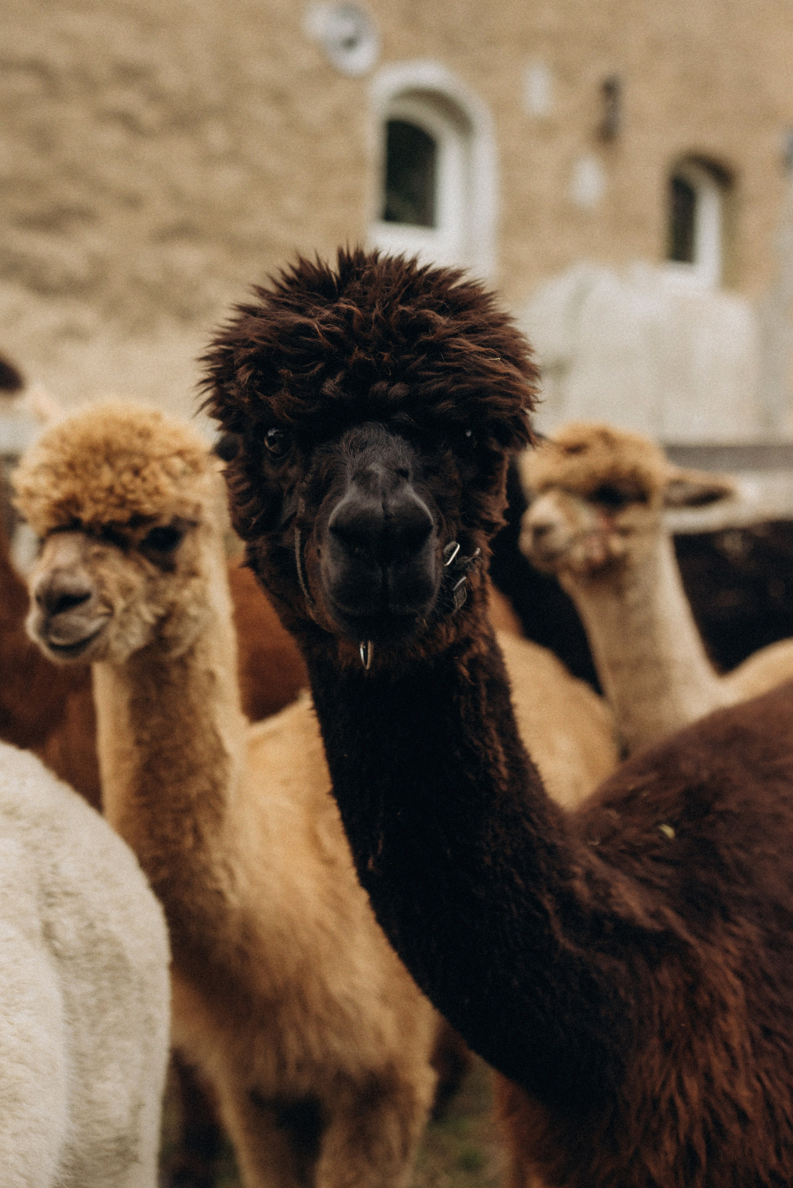 Семейная фотосессия с альпаками. Семейный фотограф Лейпциг, Германия