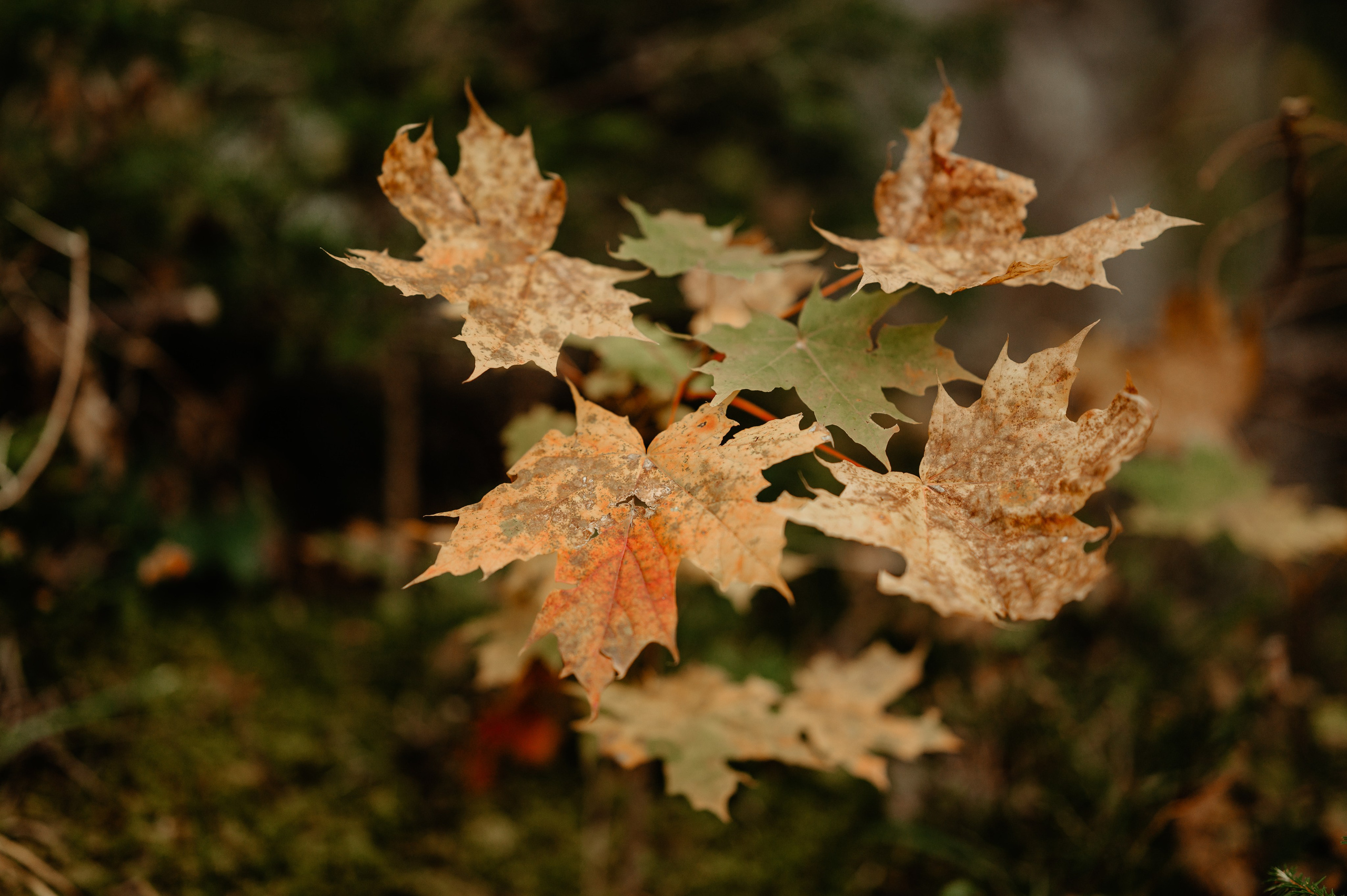 Denis Hanganu din Clanul si sotia lui Raluca, in Hintersee Austria. Proud Vision Weddings | Wedding Photography & Film — Servicii profesionale Foto Video Nunta Iasi