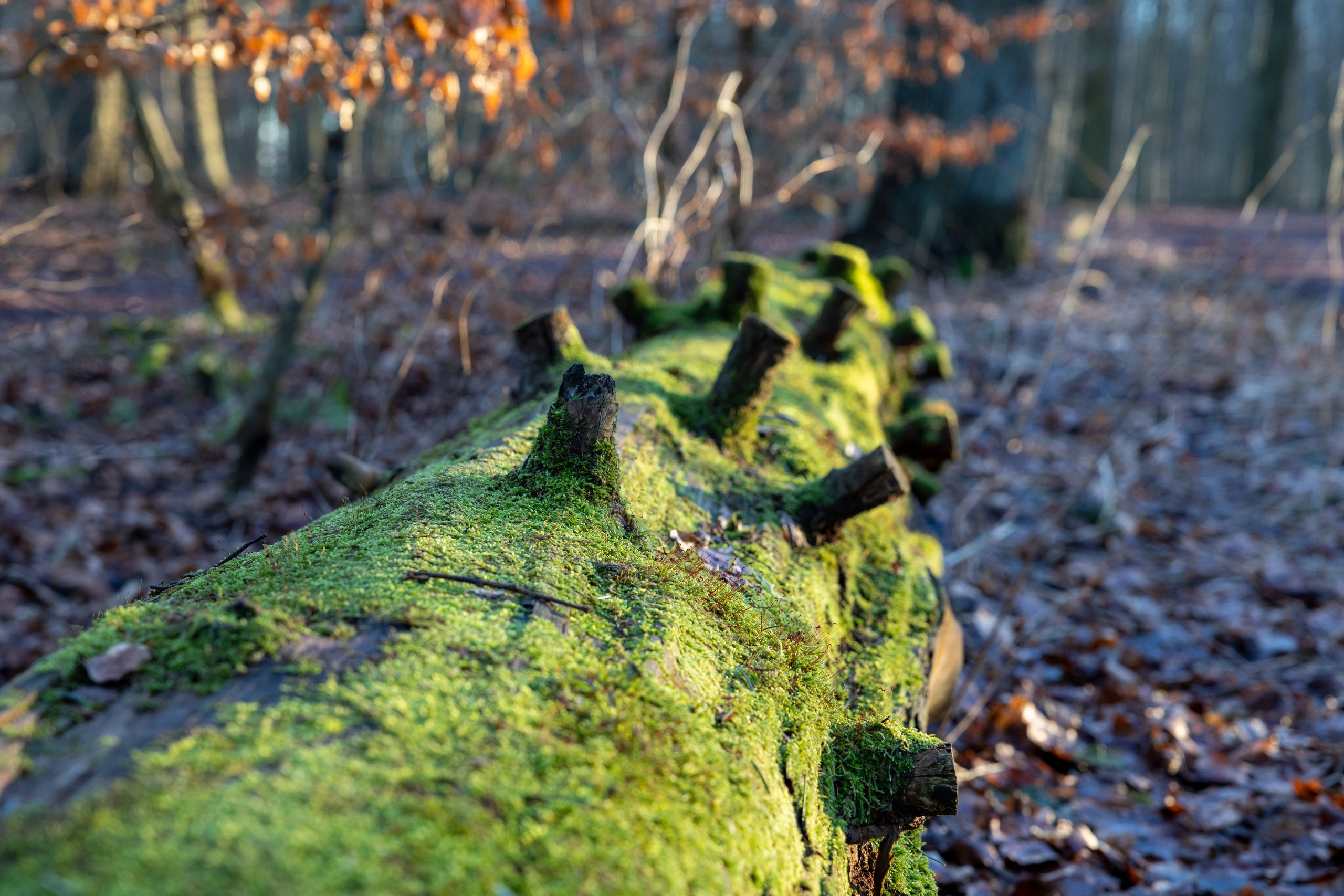 Forår. Fotograf Aarhus | Portrætfoto Århus | Flotte billeder