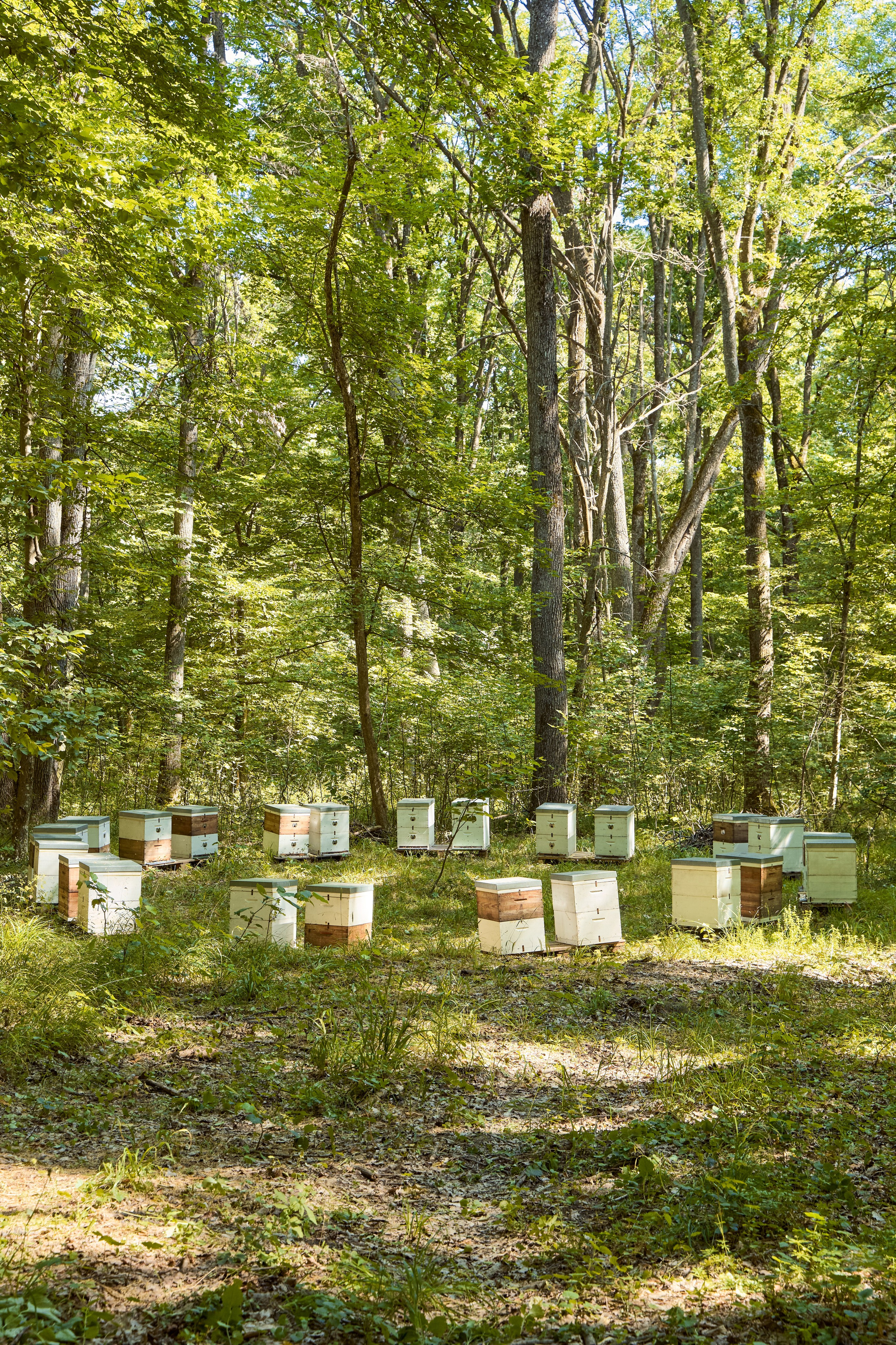 Apifera. Привет