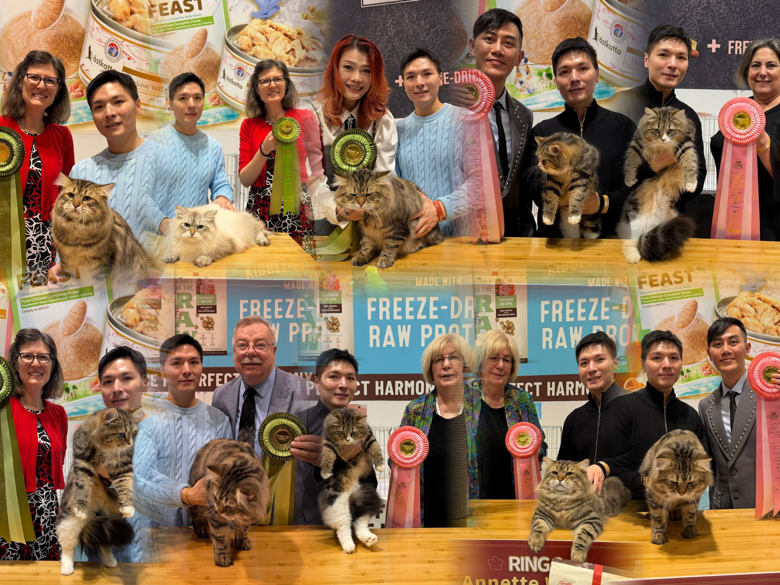 after this show, Chudo is the leading Siberian championship in international division at the moment ! Sylvie is the leading Siberian kitten in Hong Kong at the moment 👑 GC Chudo: 4th Best Allbreed Championship by Annette Wilson 5th Best Longhair Championship + 9th Best Allbreed championship by Wendy Heidt 6th Best Allbreed Championship by Chuck Gradowski7th Best Allbreed Championship by Suki Lee 8th Best Longhair Championship by Alex Luk👸 Aiusha: 2nd Best Longhair Champion by Wendy Heidt👸 Sylvie: 3rd Best Longhair Kitten + 5th Best Allbreed kitten by Wendy Heidt 8th Best Allbreed Kitten by Melanie Morgan 10th Best Allbreed kitten by Chuck Gradowski10th Best Allbreed kitten by Annette Wilson10th Best Longhair Kitten by Alex LukChudo was Best of Breed in all 6 rings and made it into 5 finals! Sylvie also reached 5 finals — as a Siberian kitten (a very slow-maturing breed), I’m so proud of her. Aiusha still needs few more points to complete her Grand Championship. I’m especially happy that judge Wendy Heidt, who used to breed Siberians, admired my cats and chose all three of them for her finals! It means a lot to receive such confirmation from an experienced Siberian breeder.Thanks to the organizers for making this possible, to the judges who admired our cats, and to all my feline friends for the support and kindness.#siberian #siberiancatsofinstagram #siberiancatlover #siberiancat #siberianforestcat