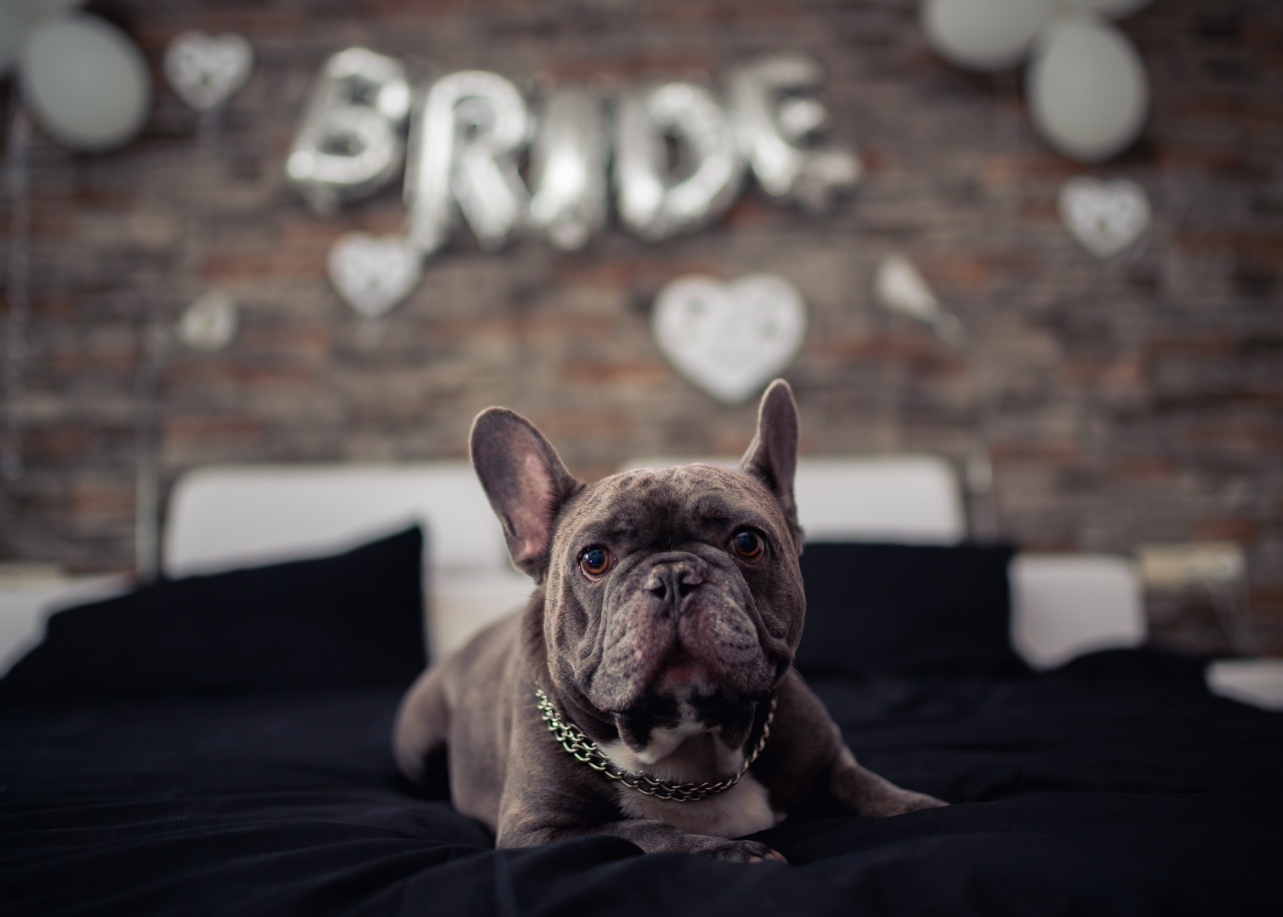 Cosmina & Nelu. Fotograf de nuntă în Germania