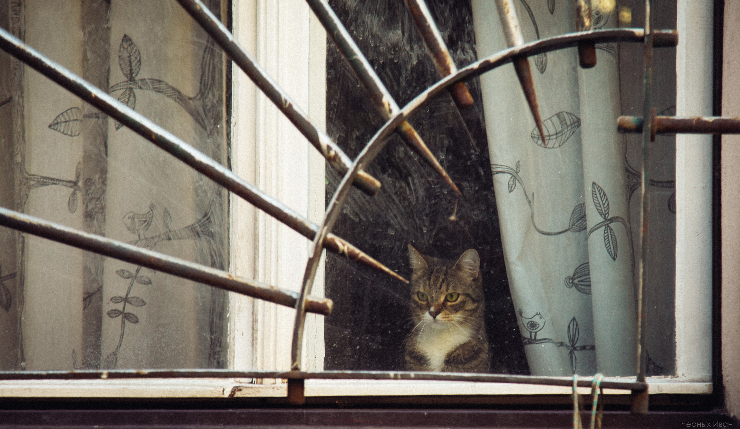 Кот шпедингера. Стрит-фотография, полная абсурда, идиотизма и красоты