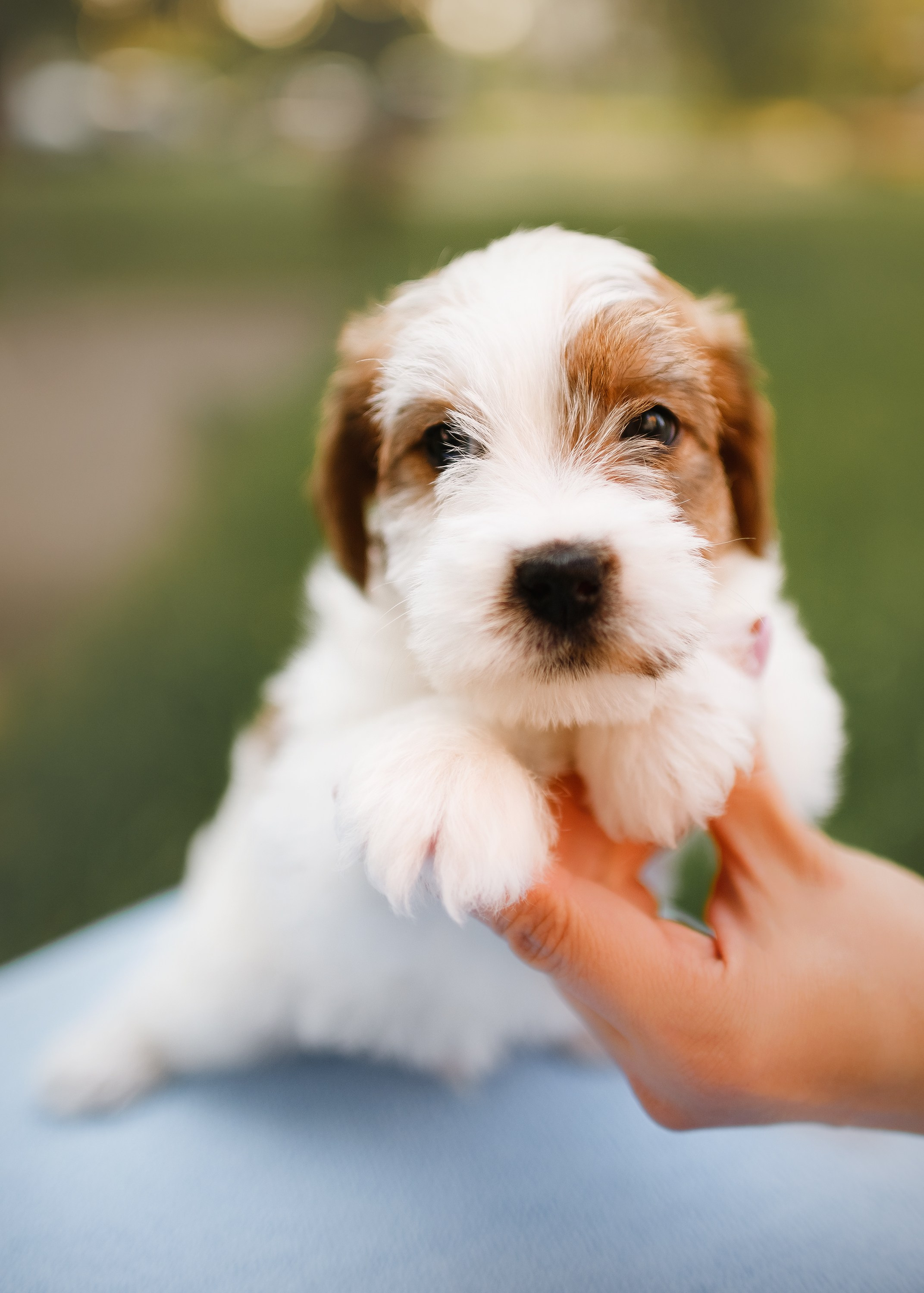 Jack russel puppies. Kaja | fotograf we Wrocławiu | ludzie i psy