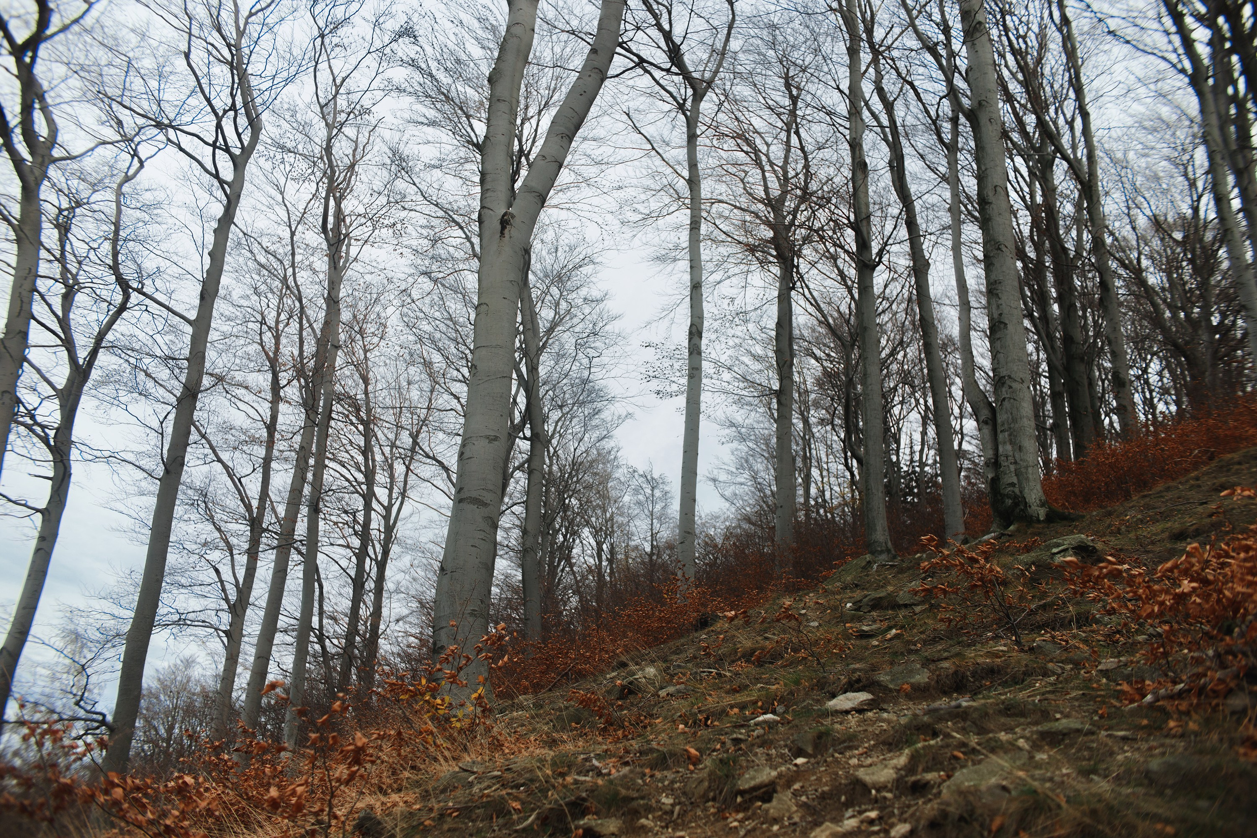 Sowie góry. Kaja | fotograf we Wrocławiu | ludzie i psy