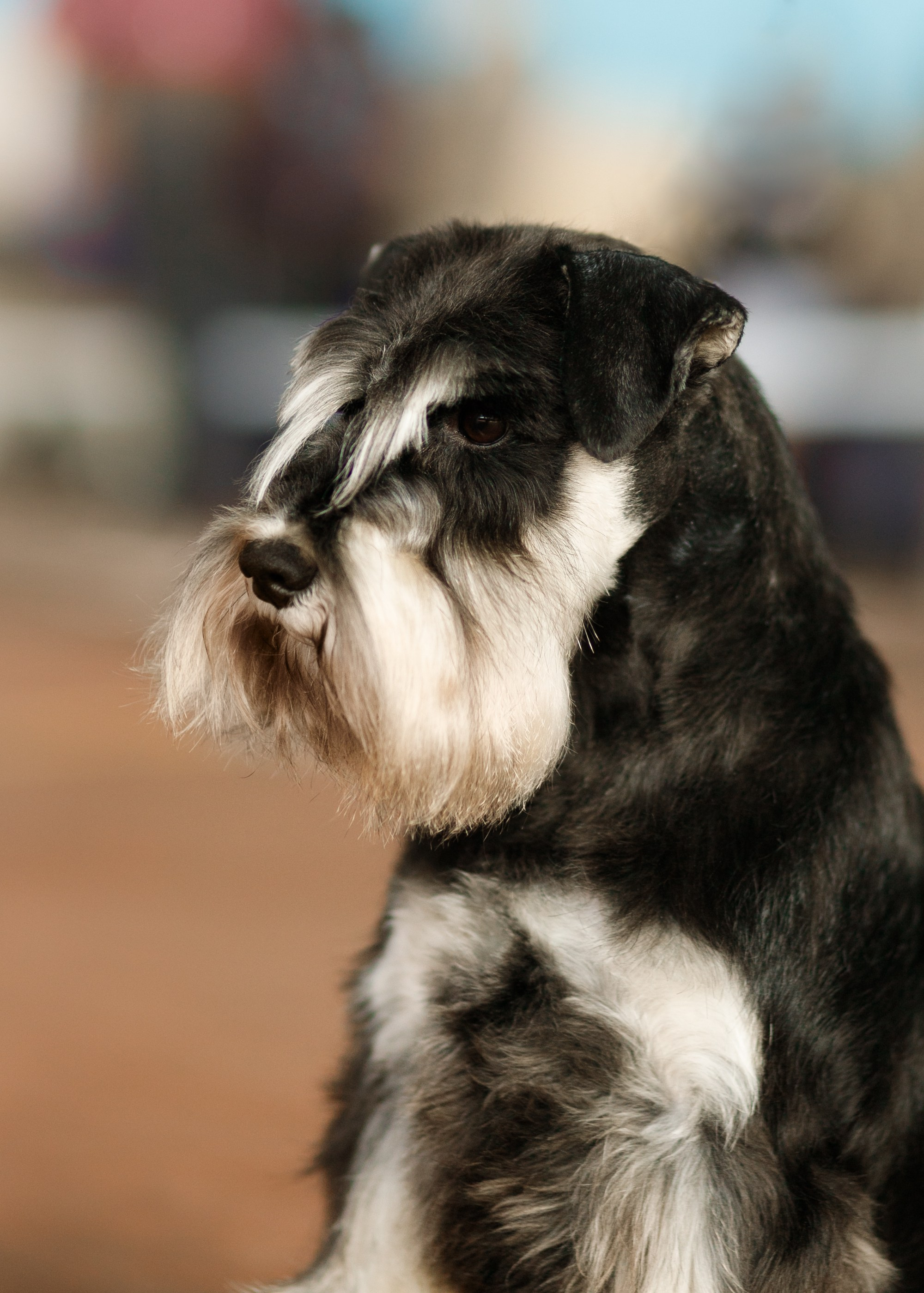 Dog shows | the best ones. Kaja | fotograf psów we Wrocławiu