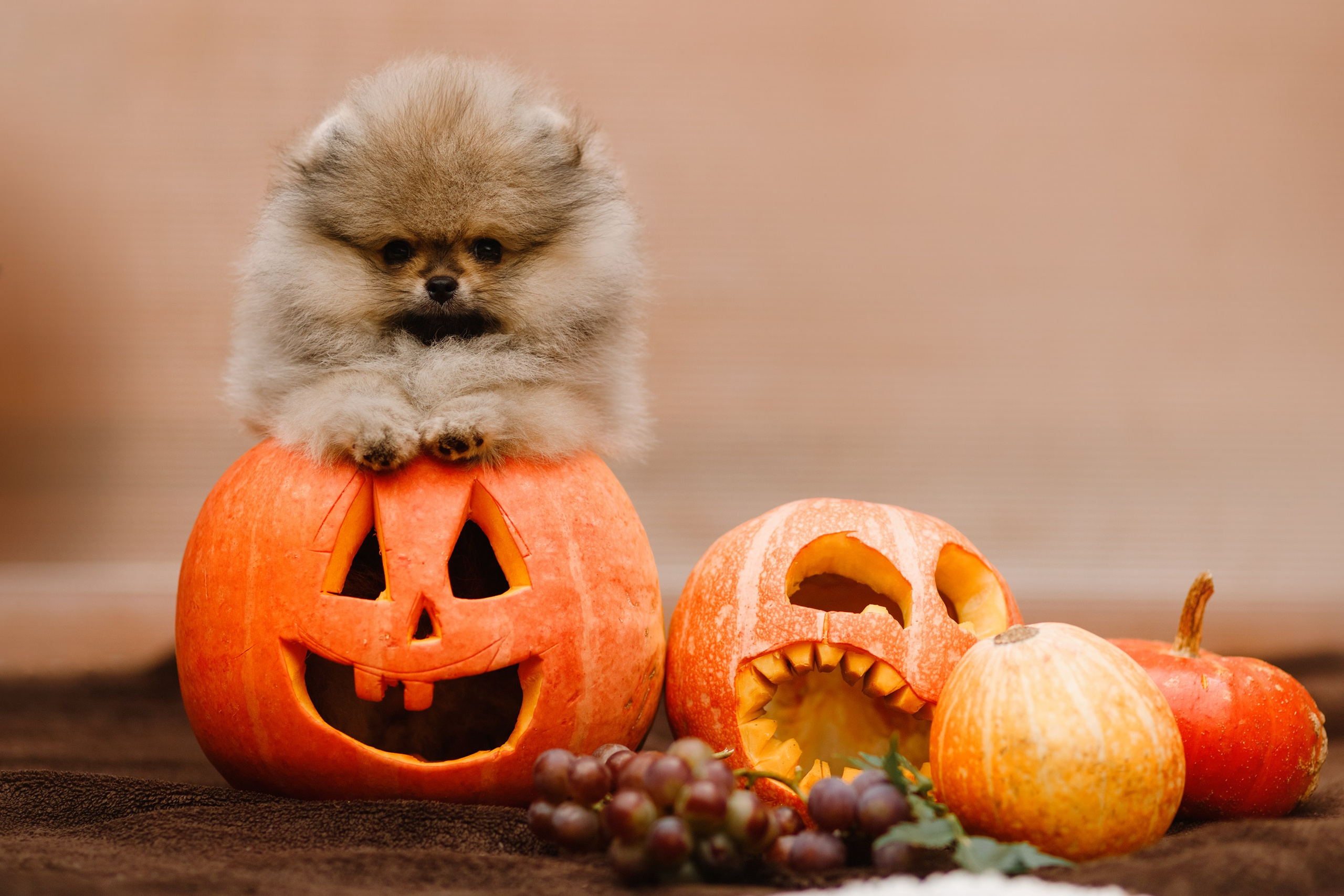 Halloween spitz puppies. Kaja | fotograf we Wrocławiu | ludzie i psy