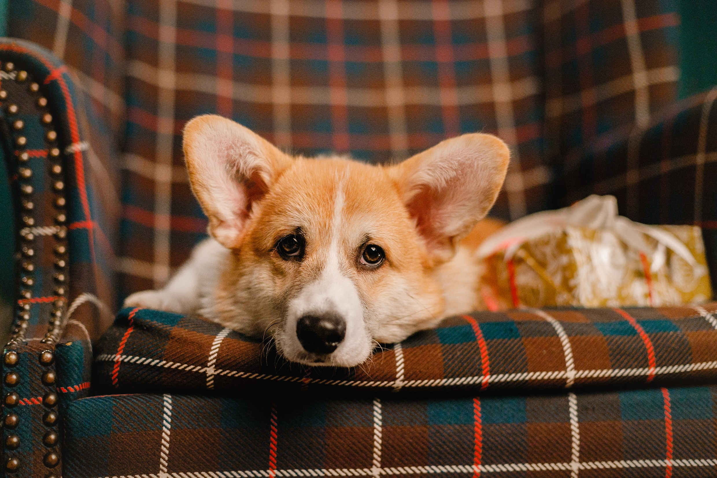 New Year corgis in studio. Kaja | fotograf we Wrocławiu | ludzie i psy