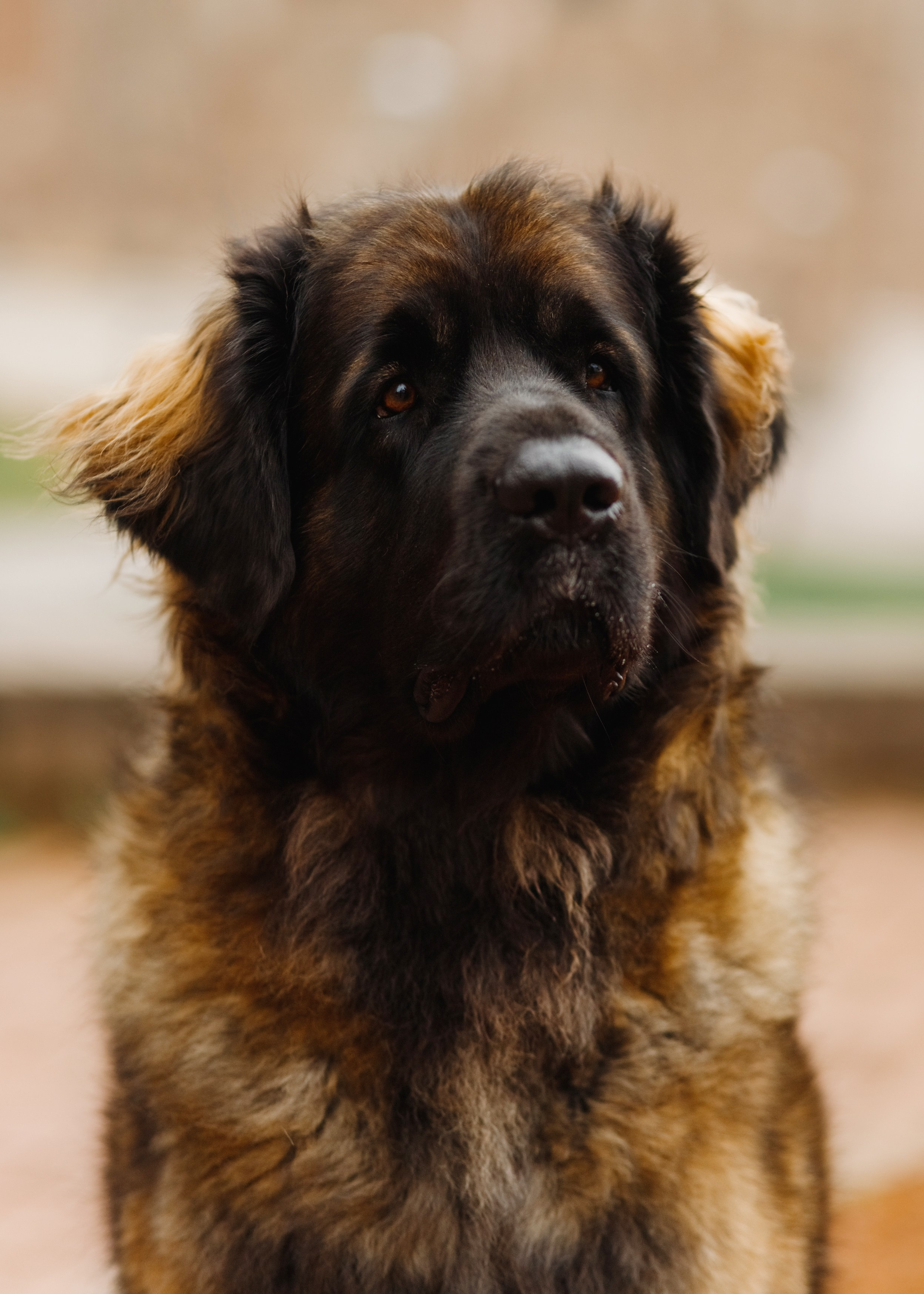 Leonbergers. Kaja | fotograf we Wrocławiu | ludzie i psy