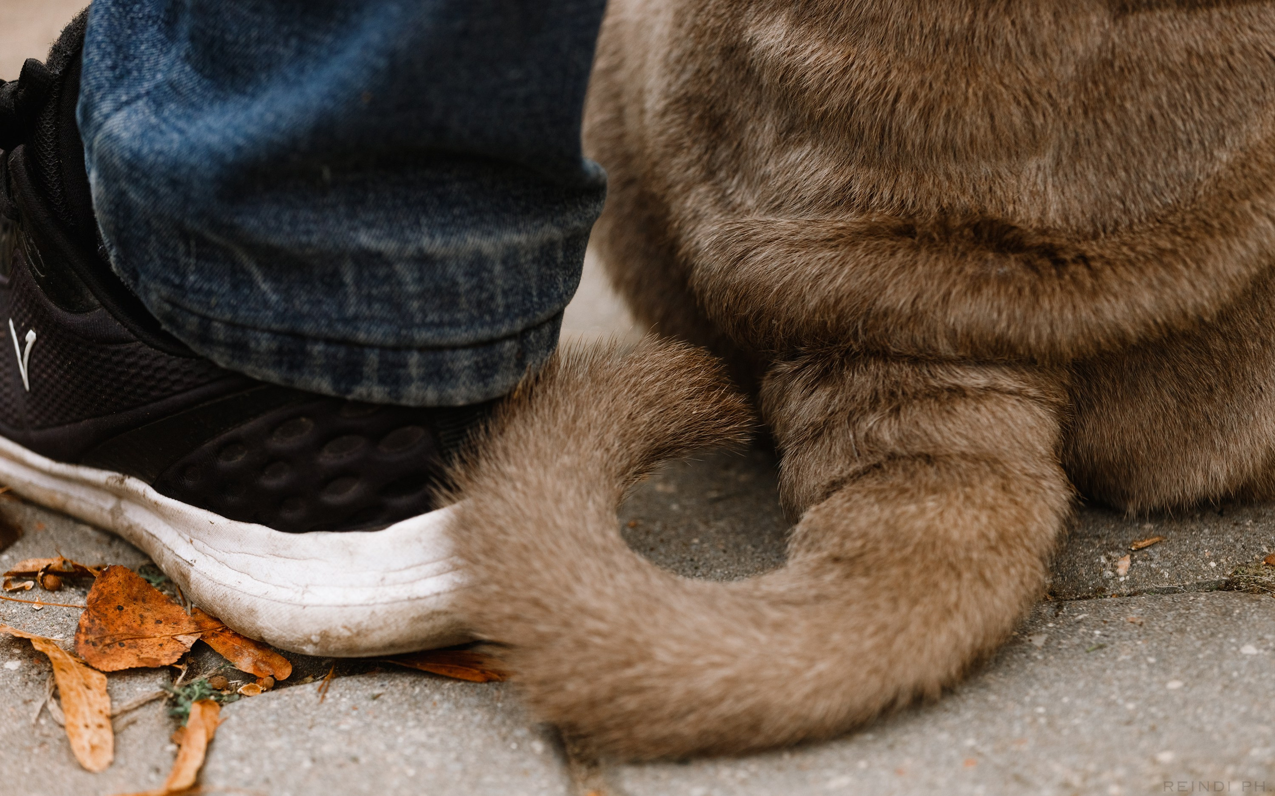 «Argus» dog show in Brest. Kaja | fotograf we Wrocławiu | ludzie i psy