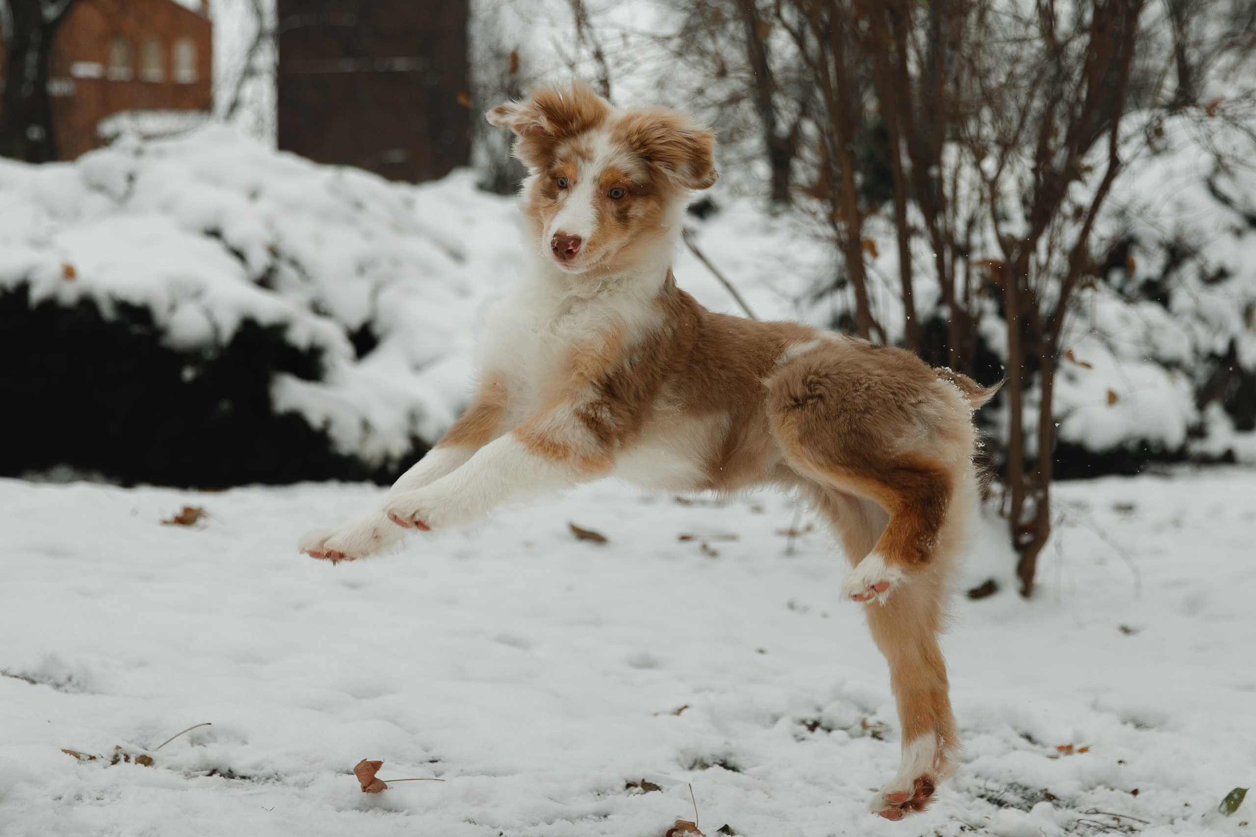 Fotografia psów Wrocław. Kaja | fotograf we Wrocławiu | ludzie i psy