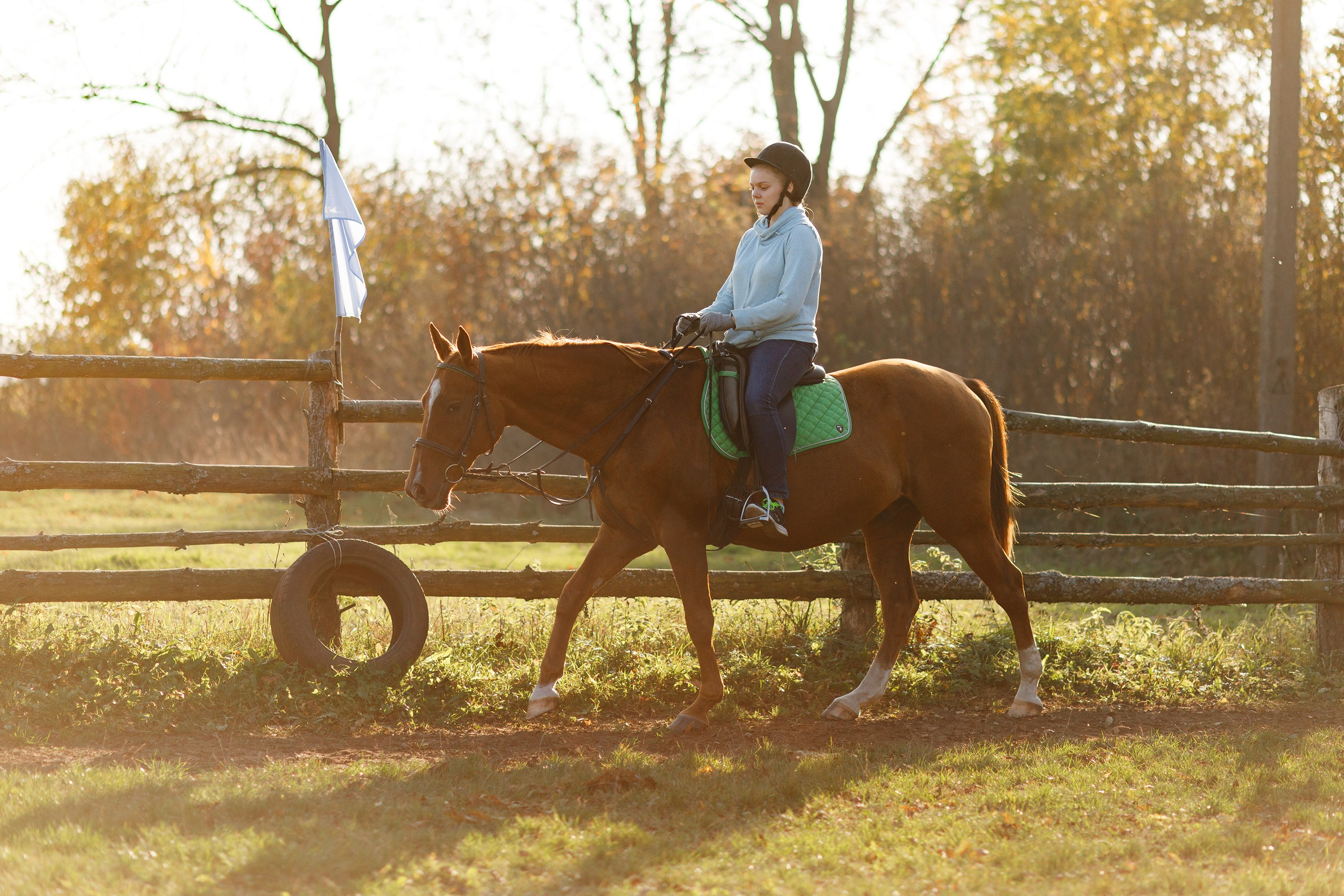 Autumn equestrian training. Kaja | fotograf psów we Wrocławiu