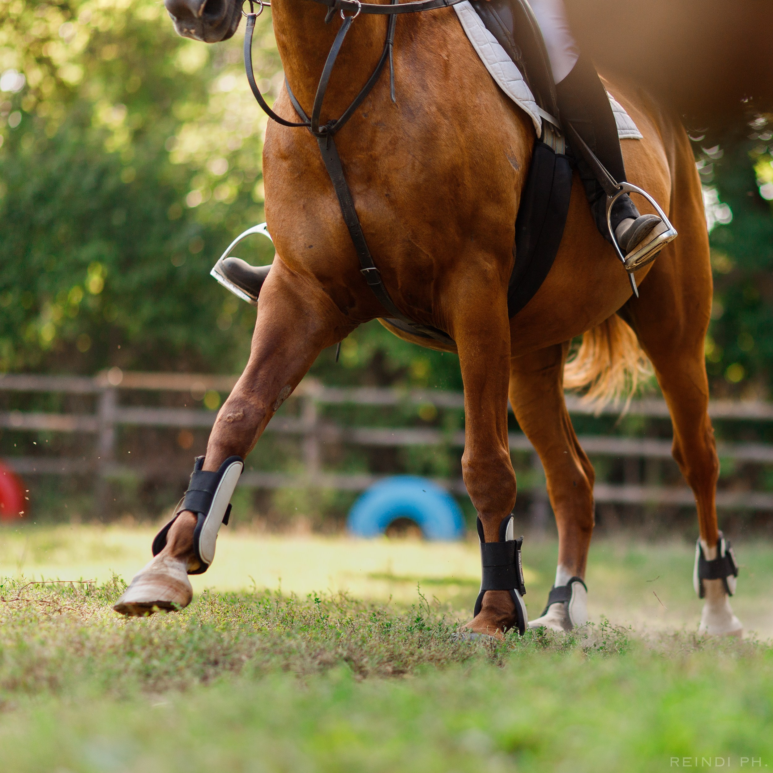 Horse show in the village. Kaja | fotograf we Wrocławiu | ludzie i psy