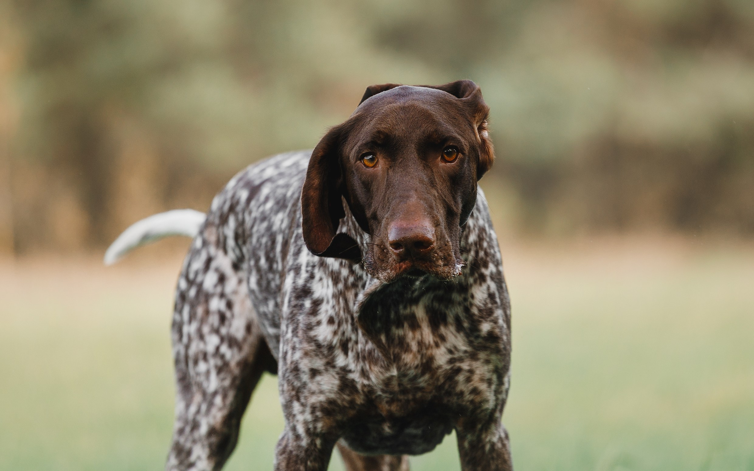 «Kasmach» dogs ammunition. Kaja | fotograf we Wrocławiu | ludzie i psy