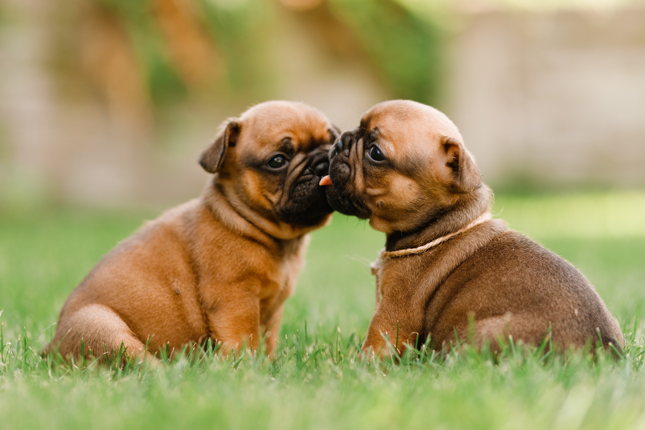 French bulldog puppies. Kaja | fotograf we Wrocławiu | ludzie i psy