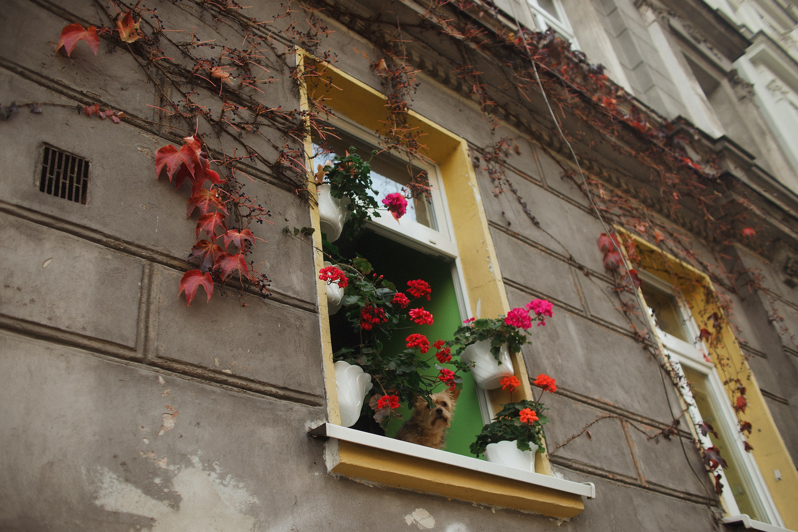 Nastya. Kaja | fotograf psów we Wrocławiu