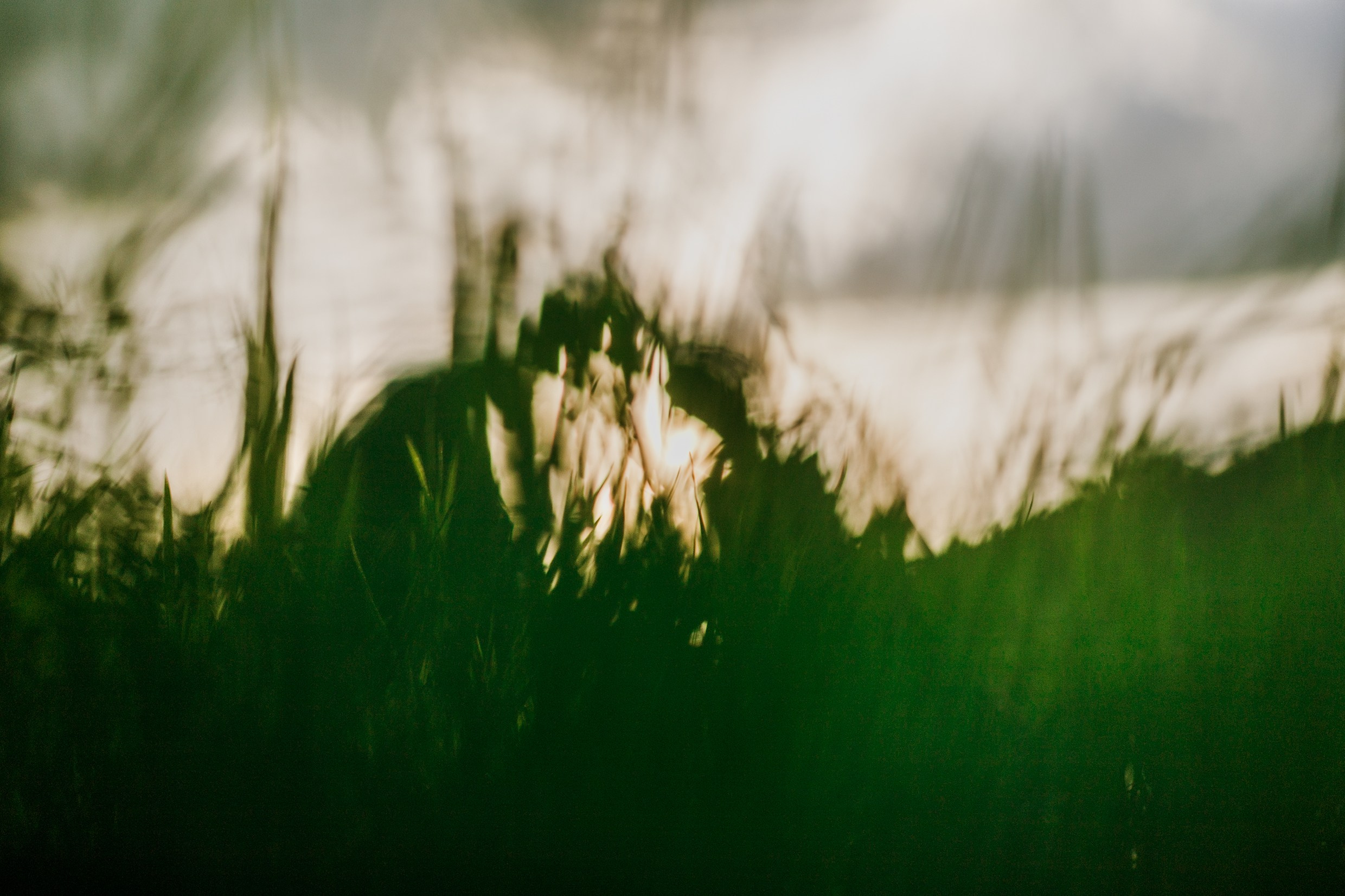 Yura & Katya | love story. Kaja | fotograf psów we Wrocławiu