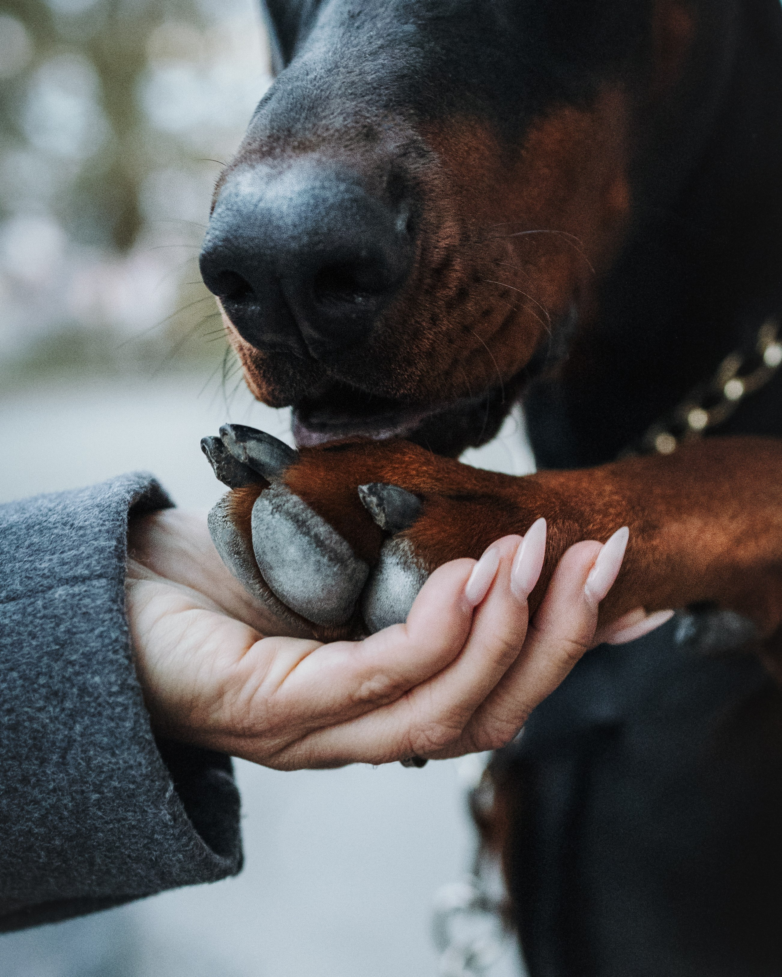 Enzo & Victoriya. Pet Photographer Viktoriya Aleshenko