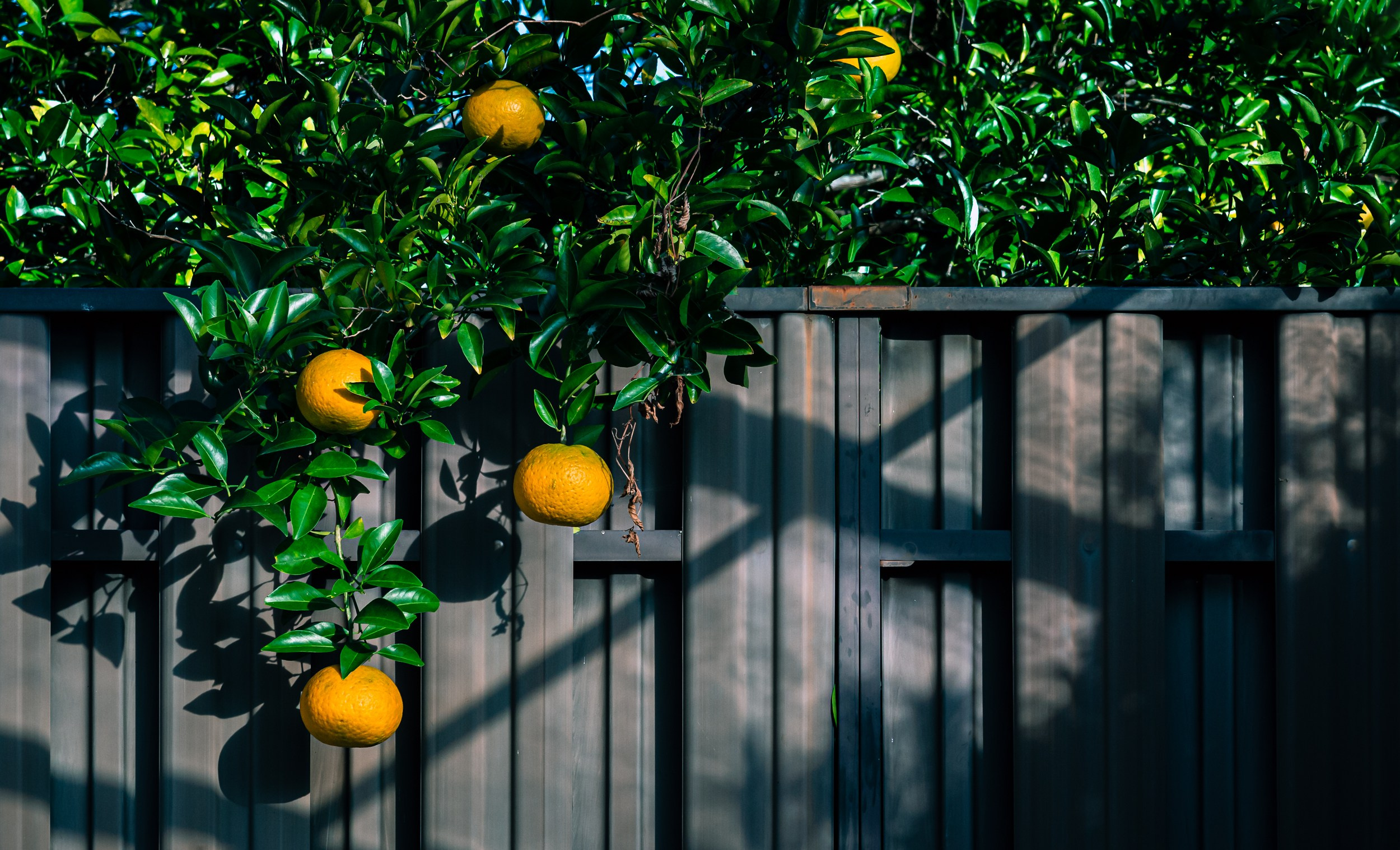 Japan. Marius Ciocan