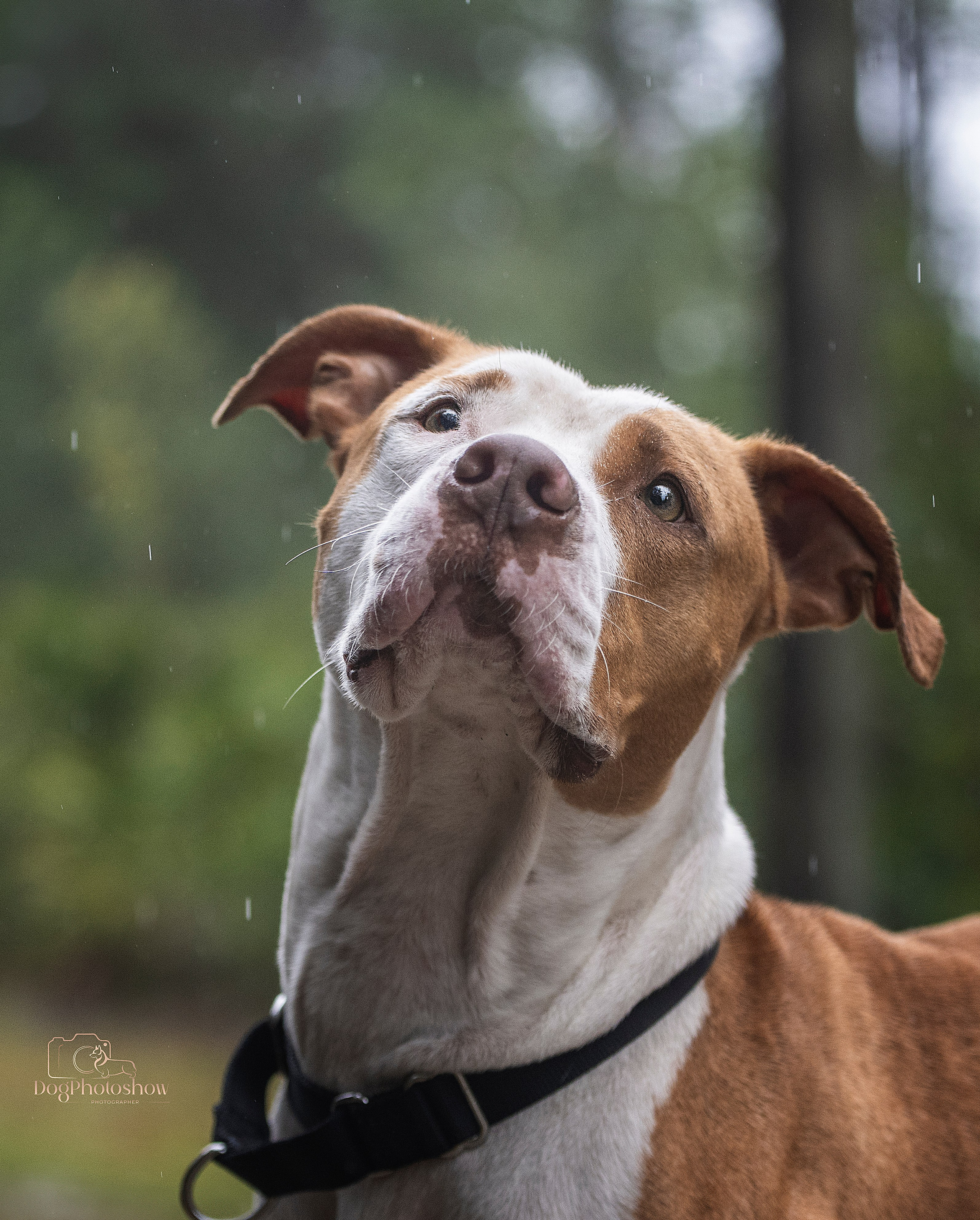 📸 6. Katerina Royter Pet Photographer North Florida