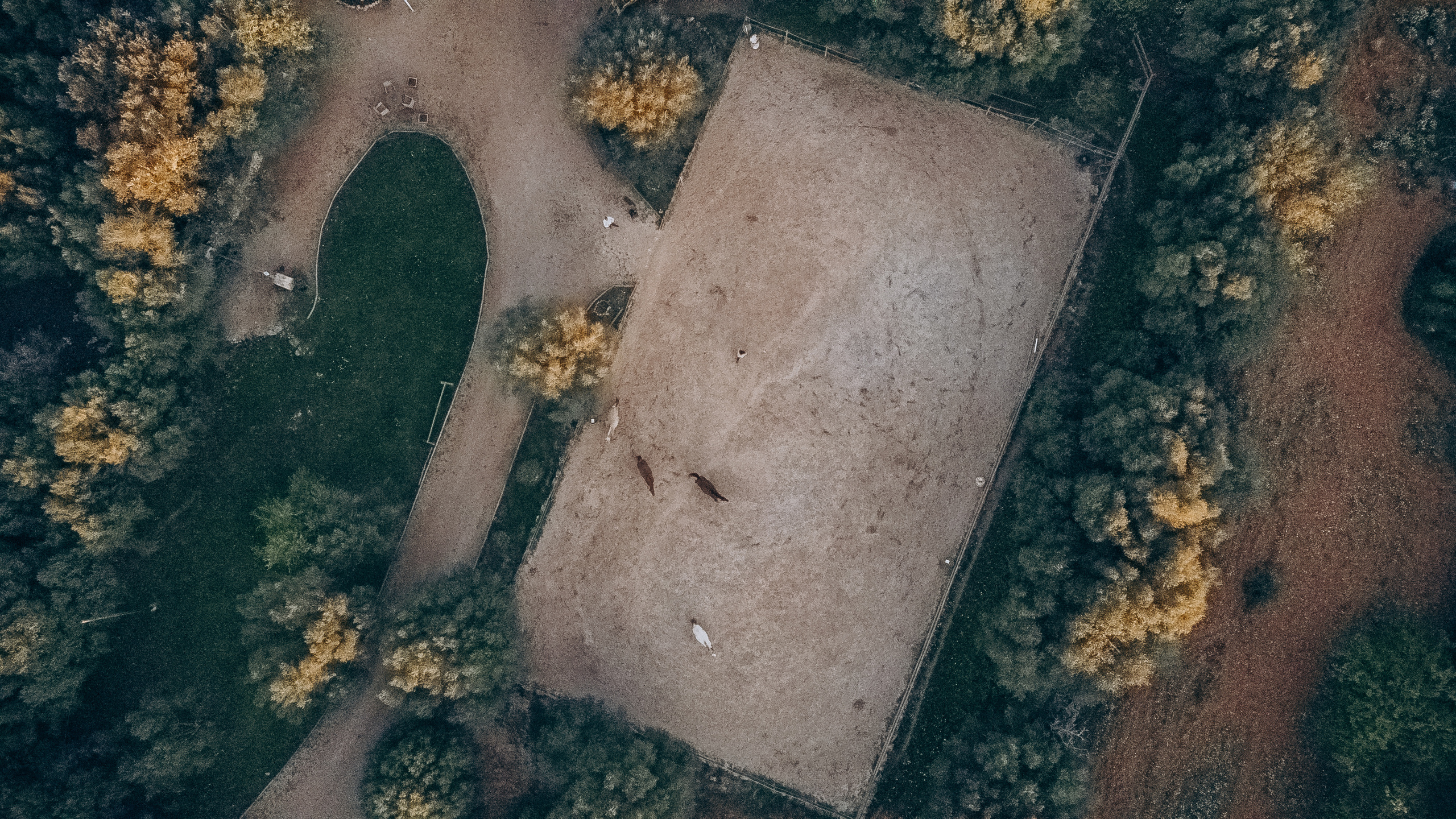 Photo session with horses. Photographer in Mallorca
