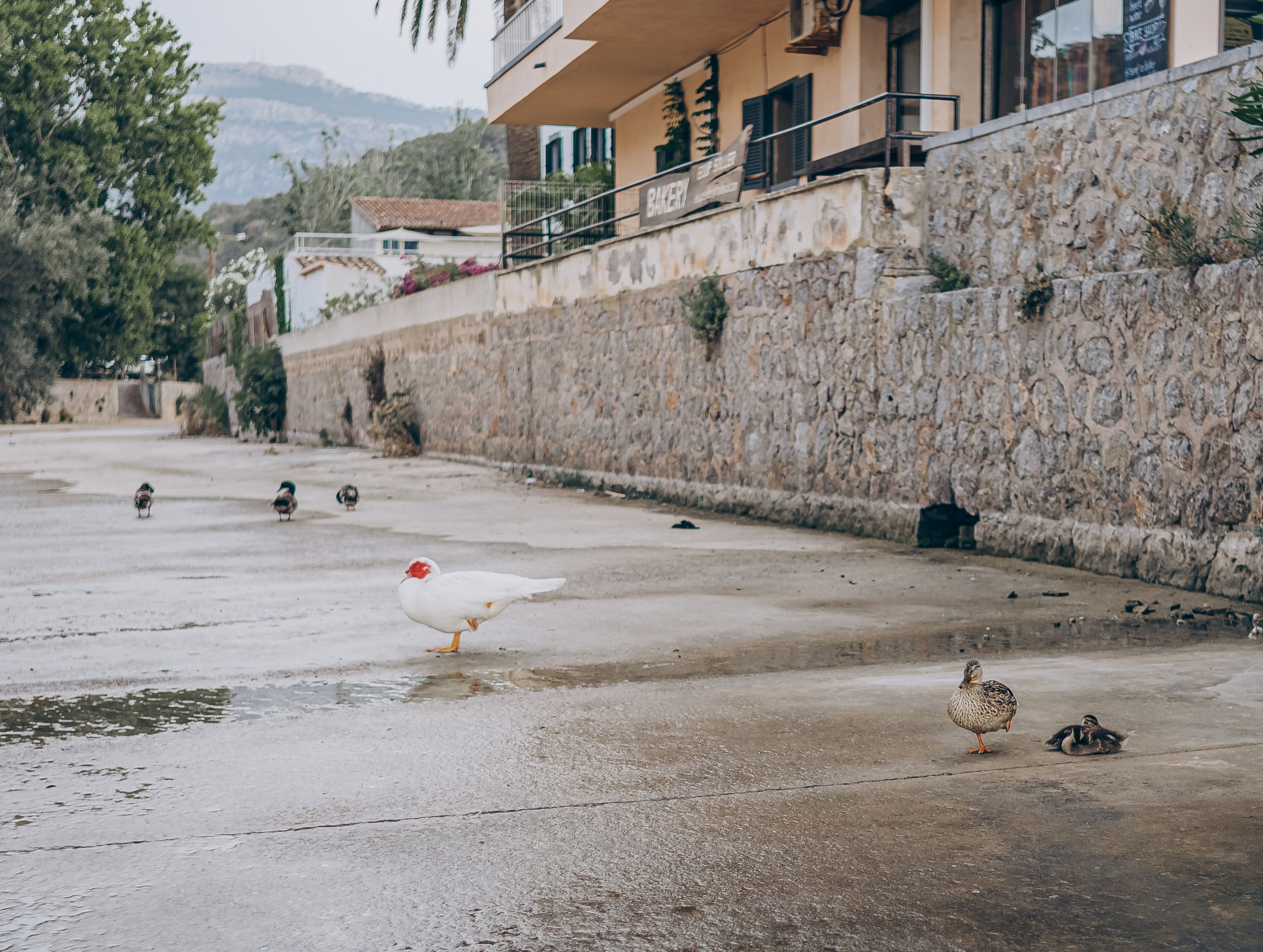 Love in Balearic islands. Фотограф Пальма де Майорка