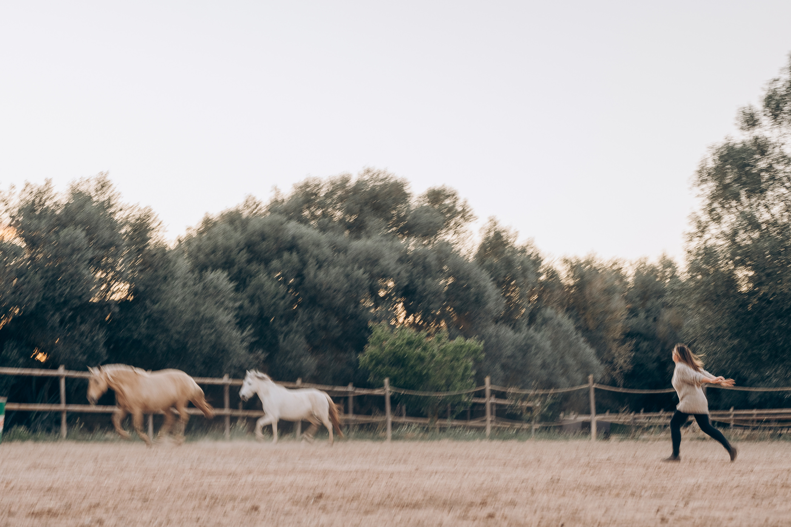 Photo session with horses. Photographer in Mallorca