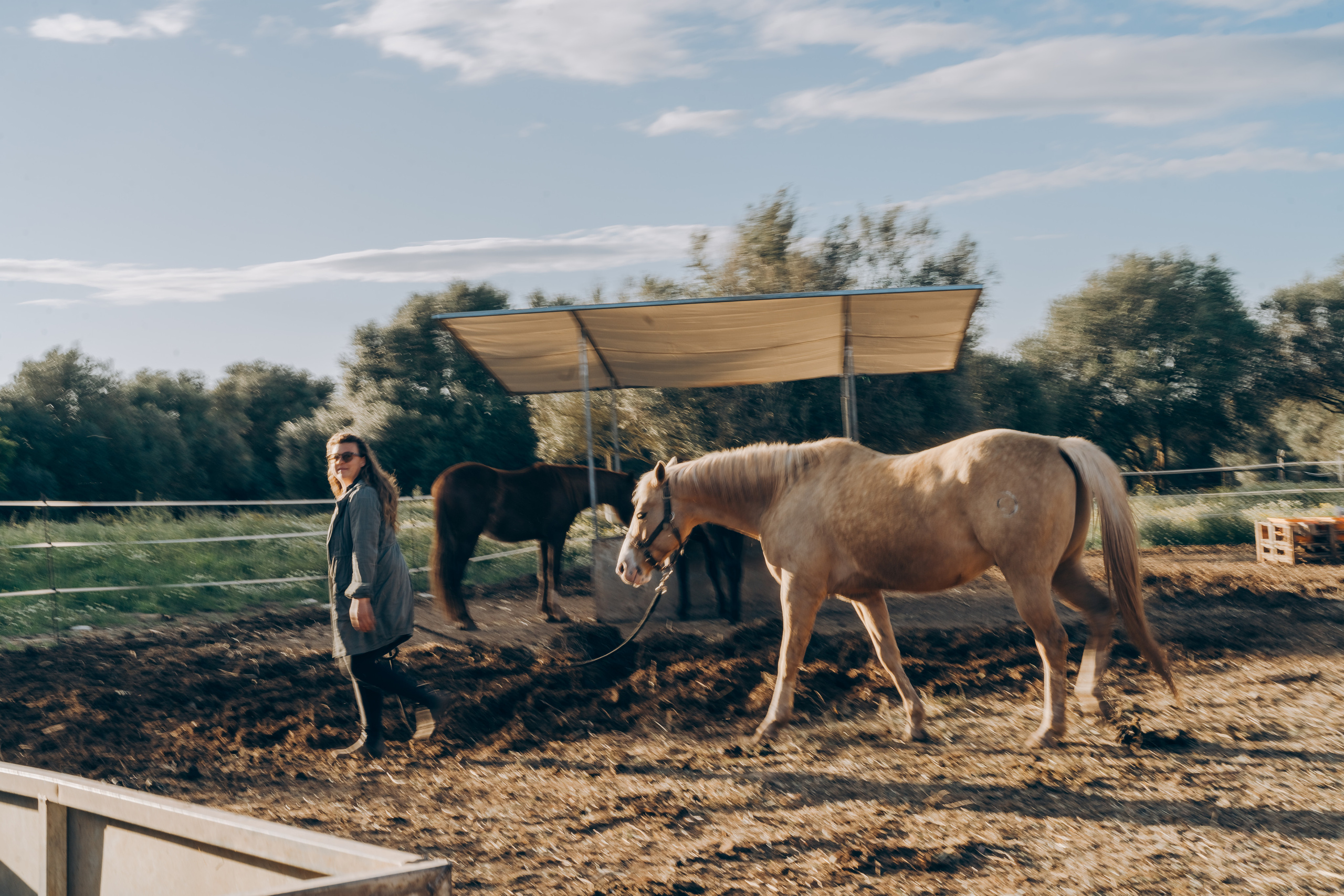 Photo session with horses. Photographer in Mallorca