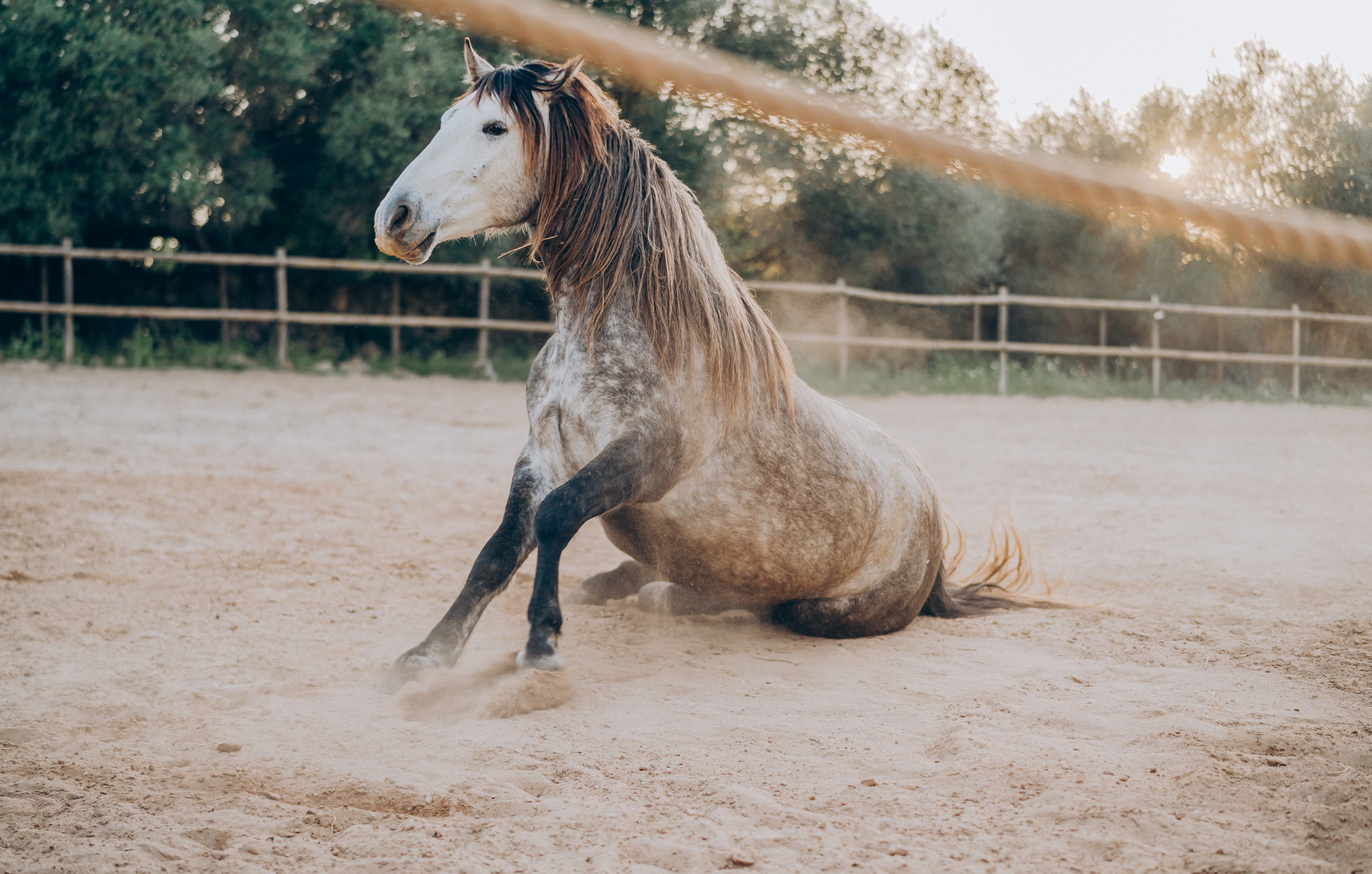 Photo session with horses. Photographer in Mallorca