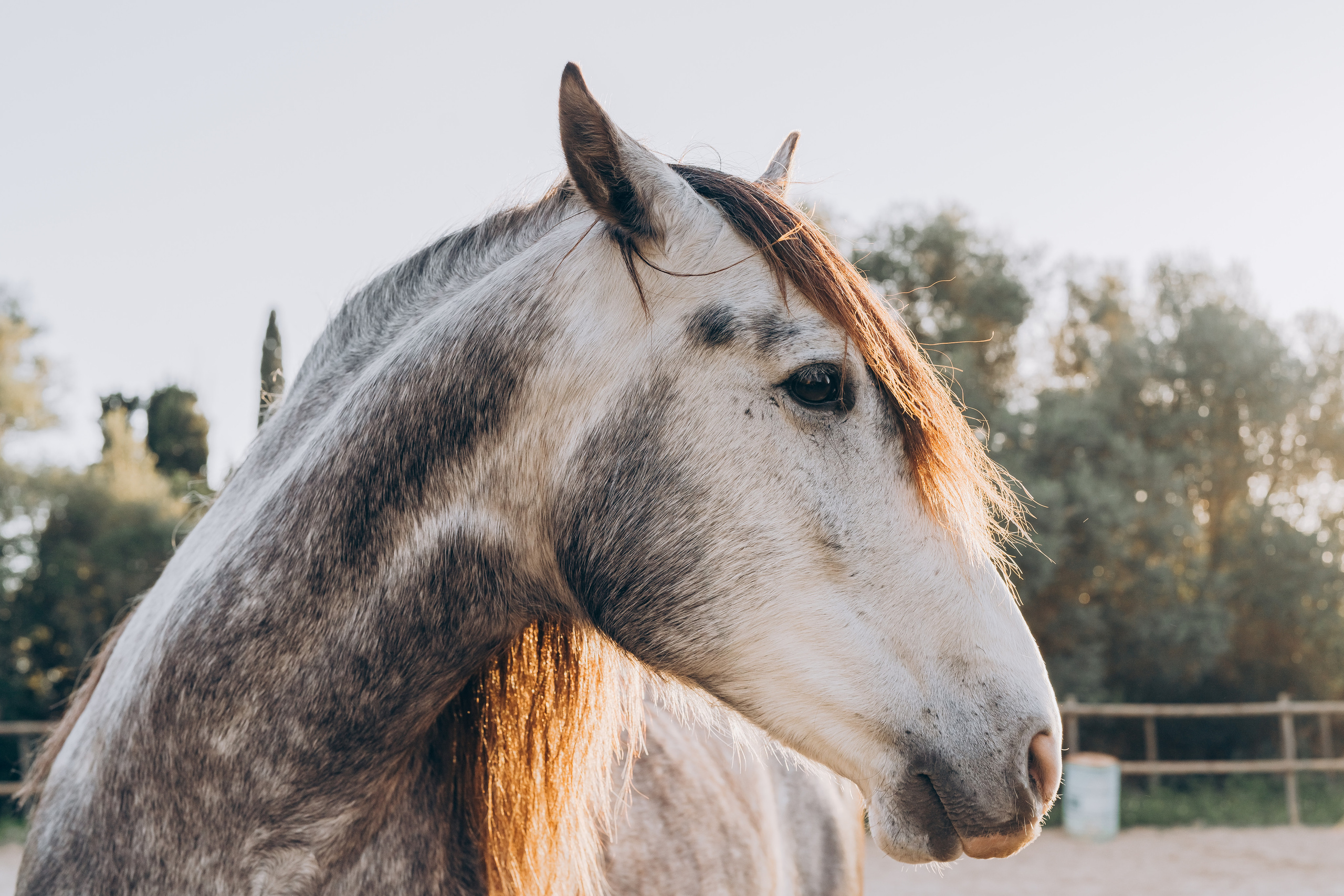 Photo session with horses. Photographer in Mallorca