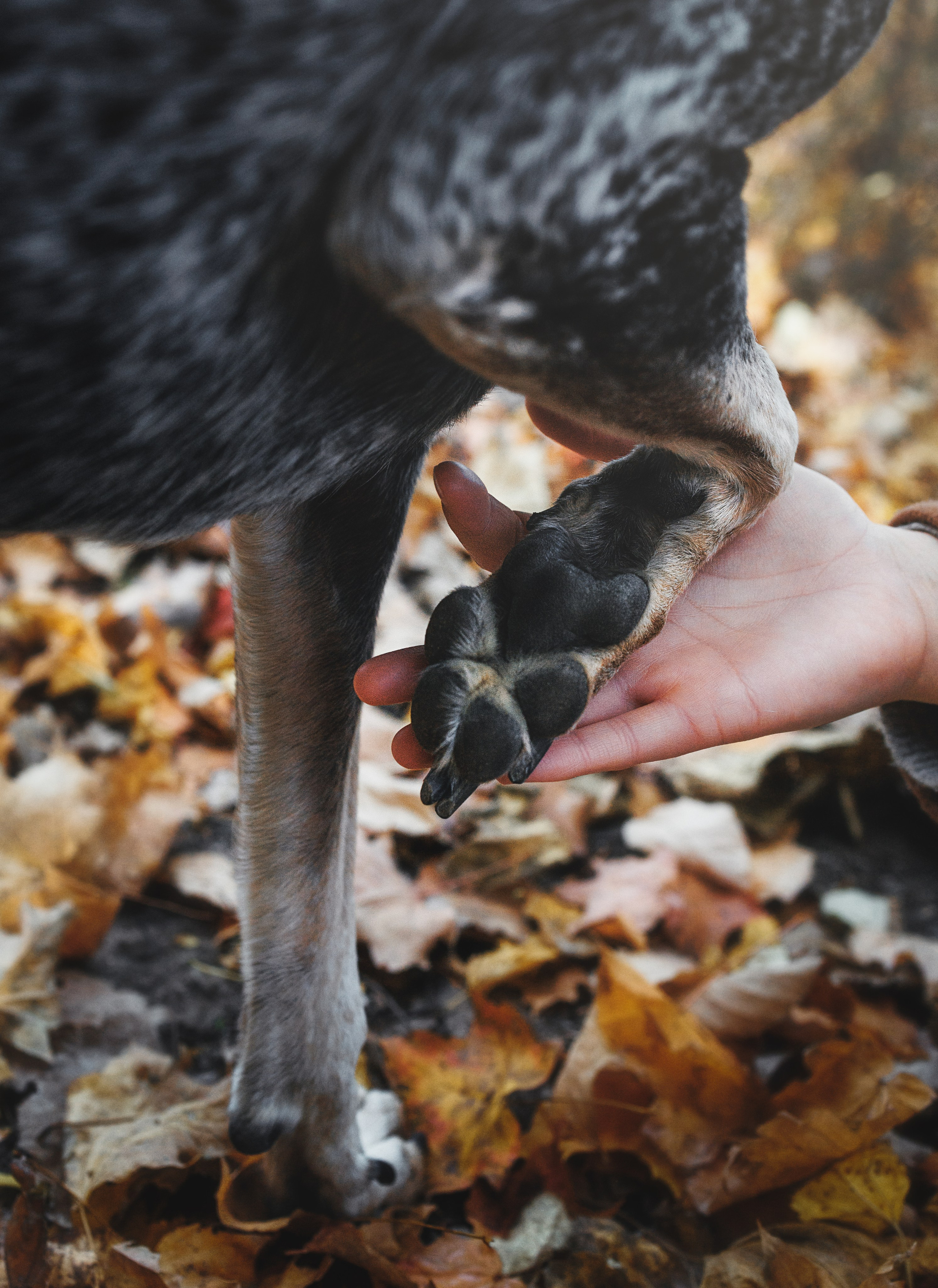 Racer & Delly. Pet Photographer Viktoriya Aleshenko