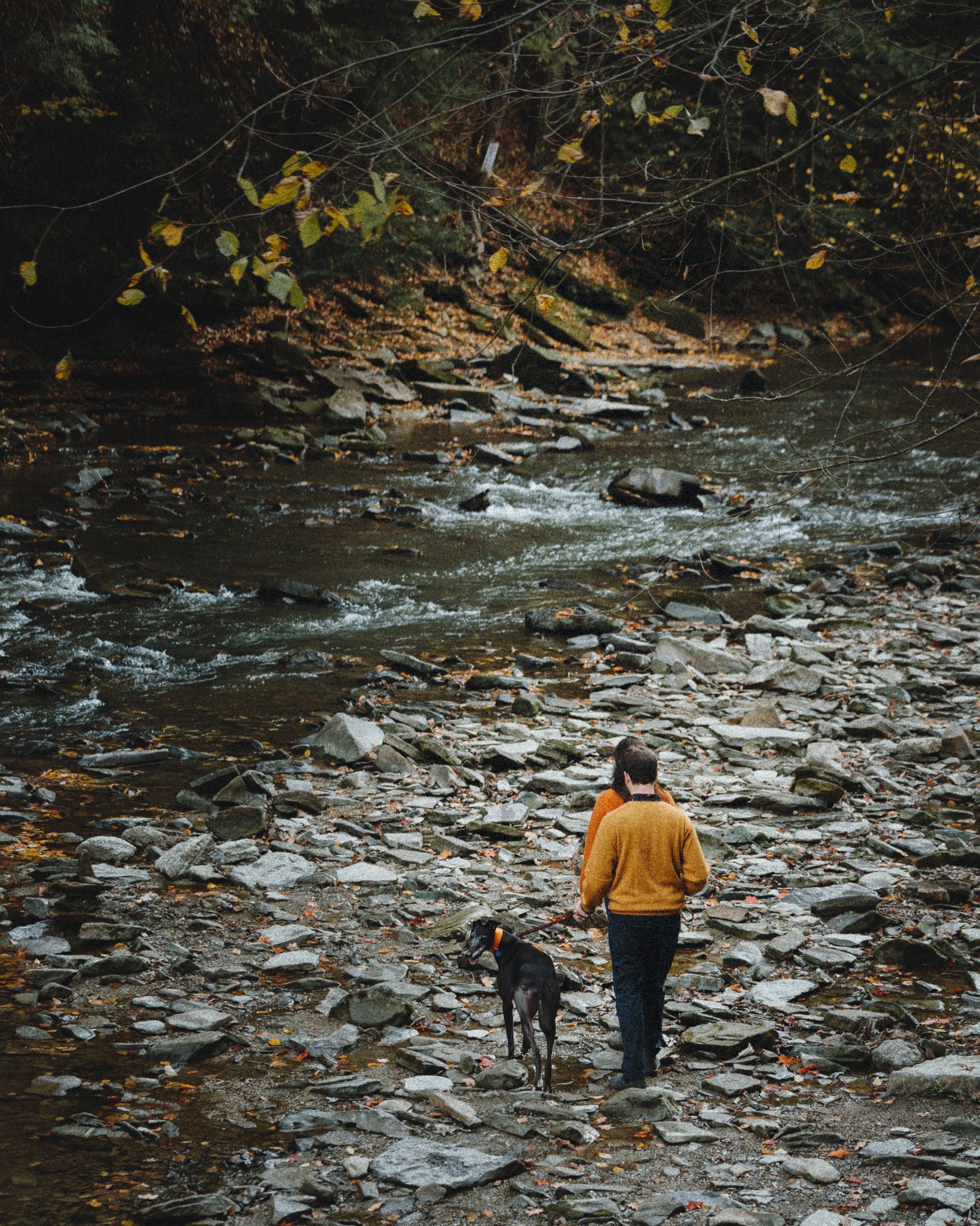 Tilly, Kati & Landon. Pet Photographer Viktoriya Aleshenko